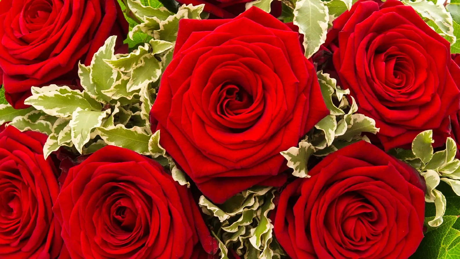 rosas.webp