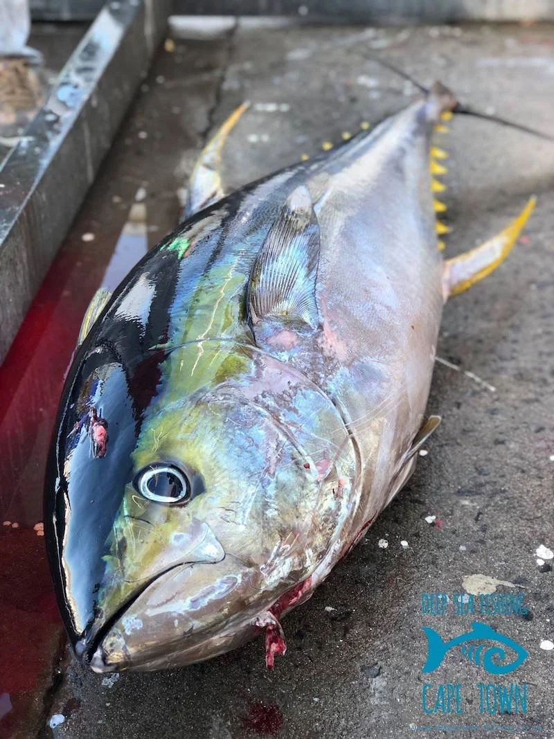 yellowfin-tuna-fishing-cape-town-fishing-charters-1.jpg