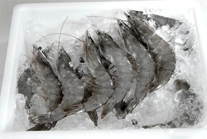 Frozen Shrimp Export Import Buying Guides.jpg