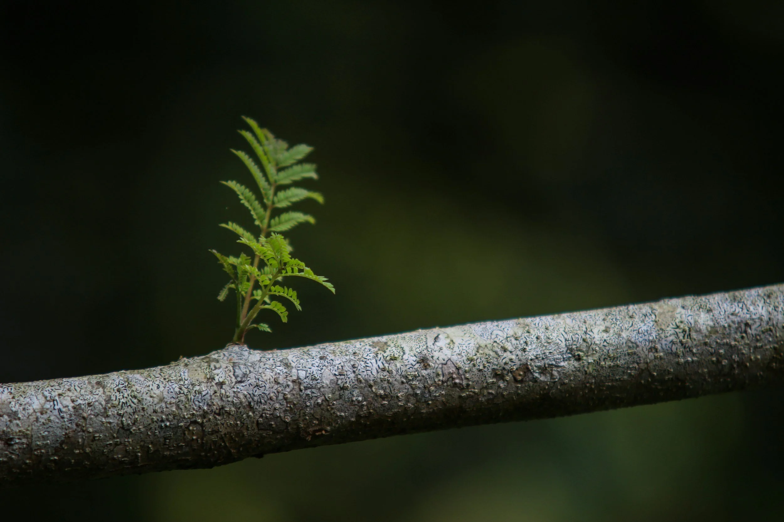 Close-up of a small green fern growing on a textured gray tree branch with a dark blurred background.