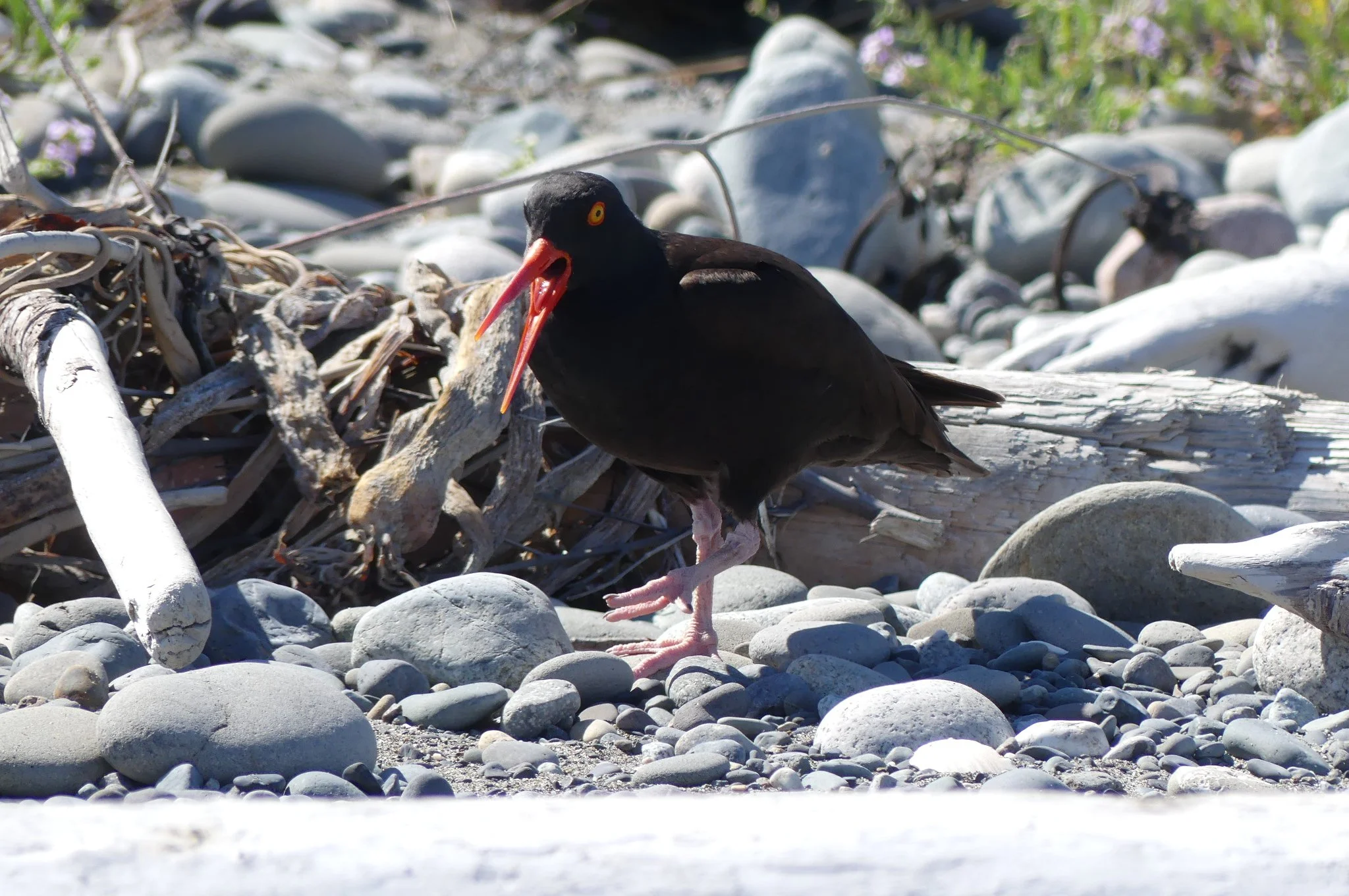 When Birds Make Memories Unforgettable