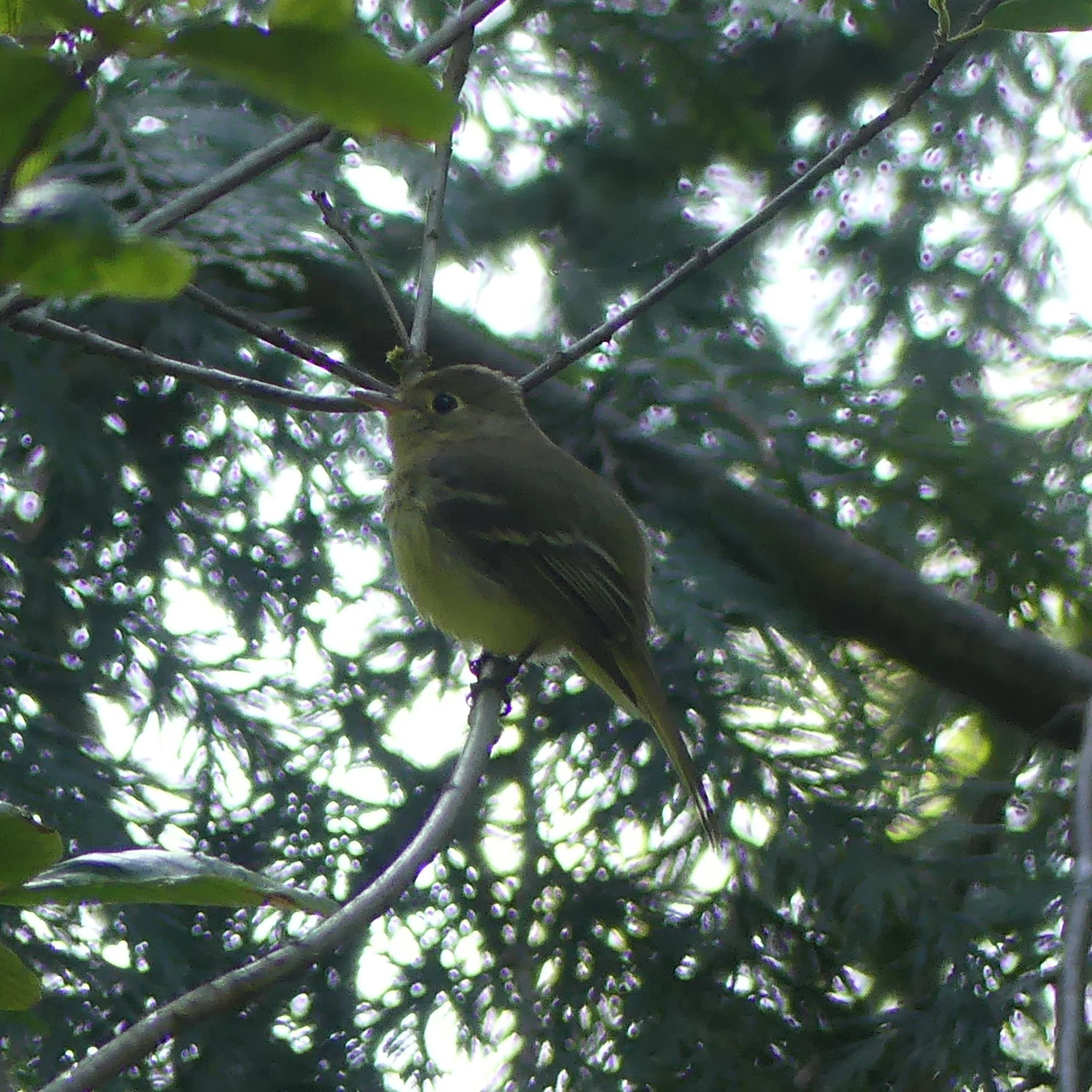 Western Flycatcher at Close Range