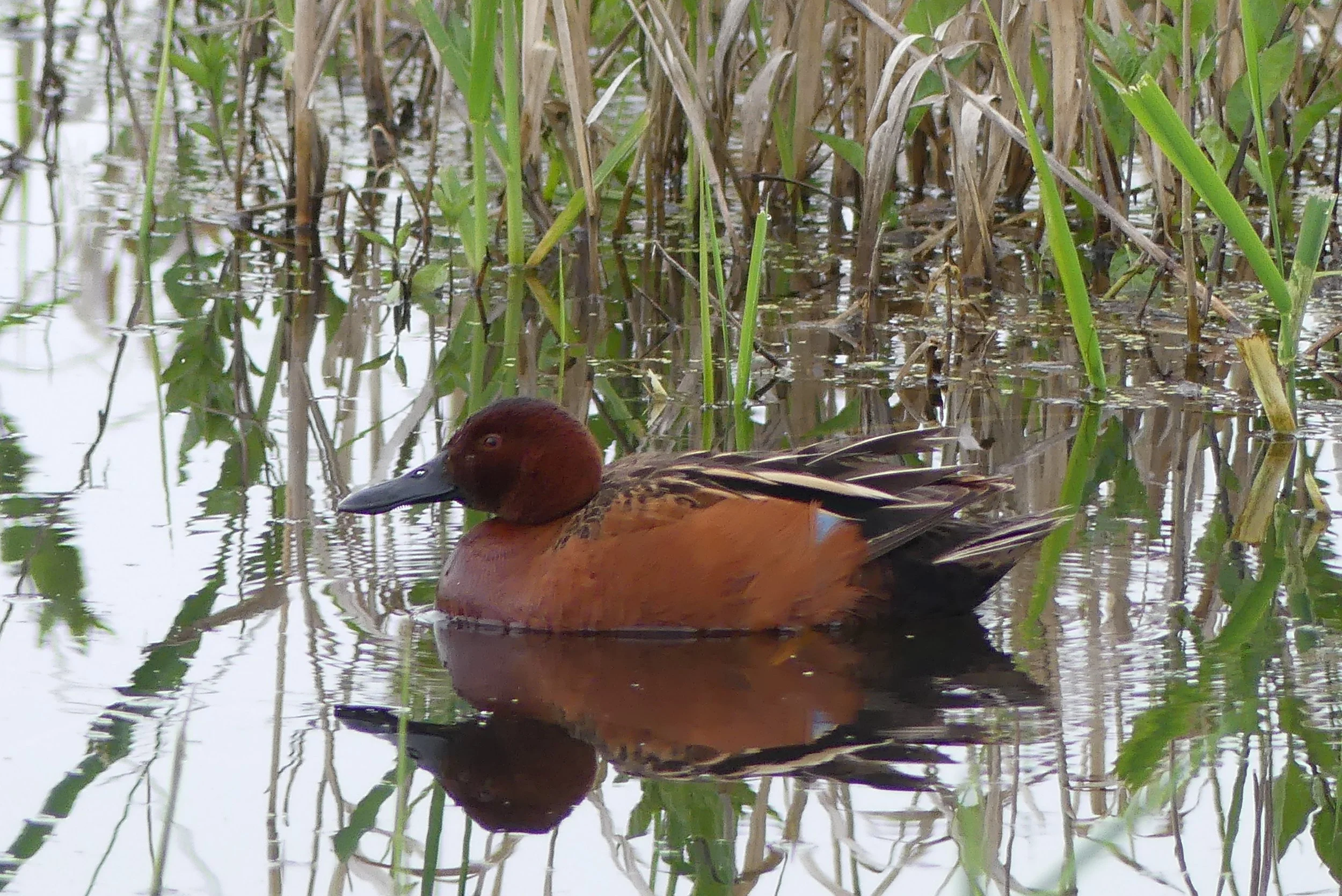 Cinnamon Teal