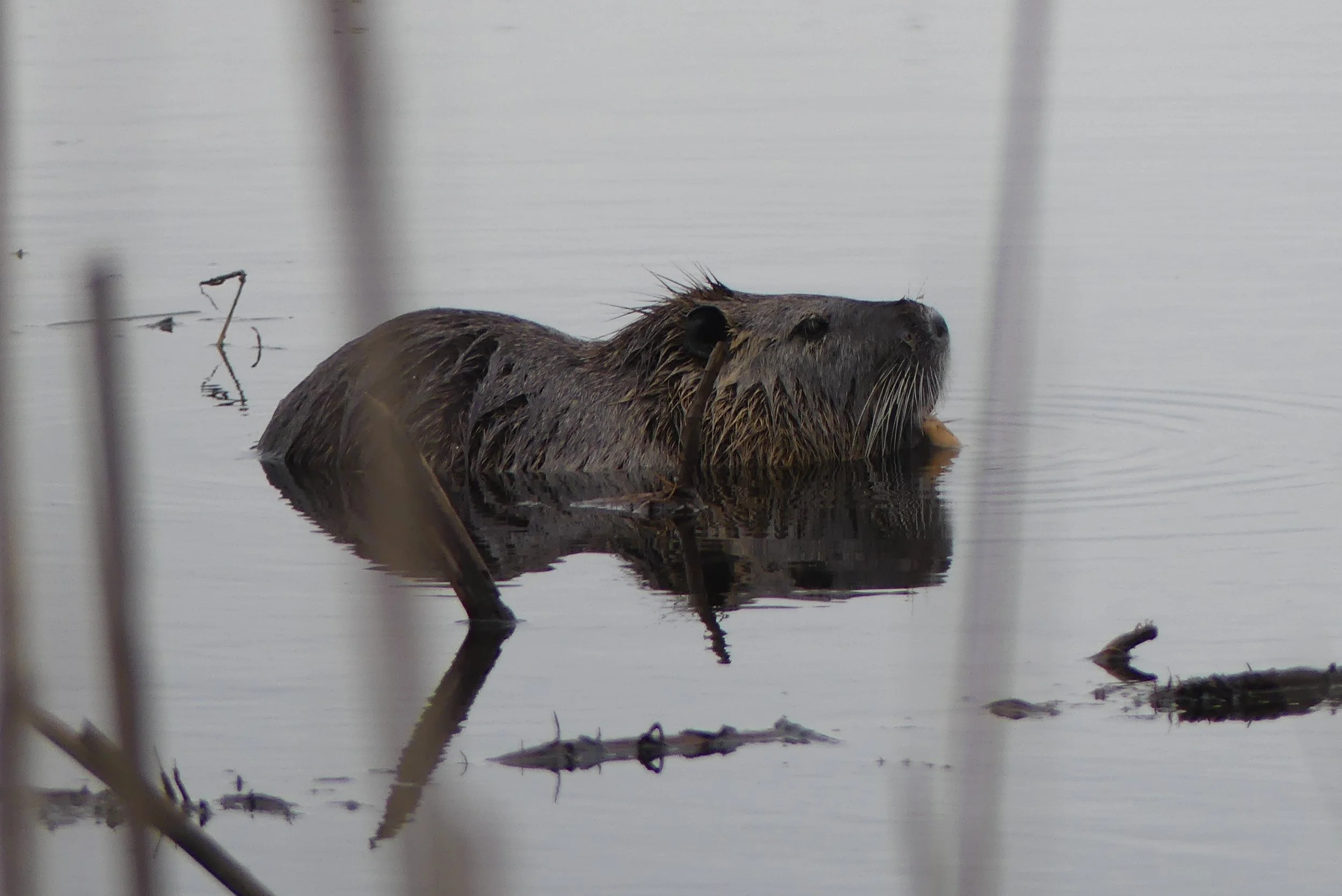 Nutria