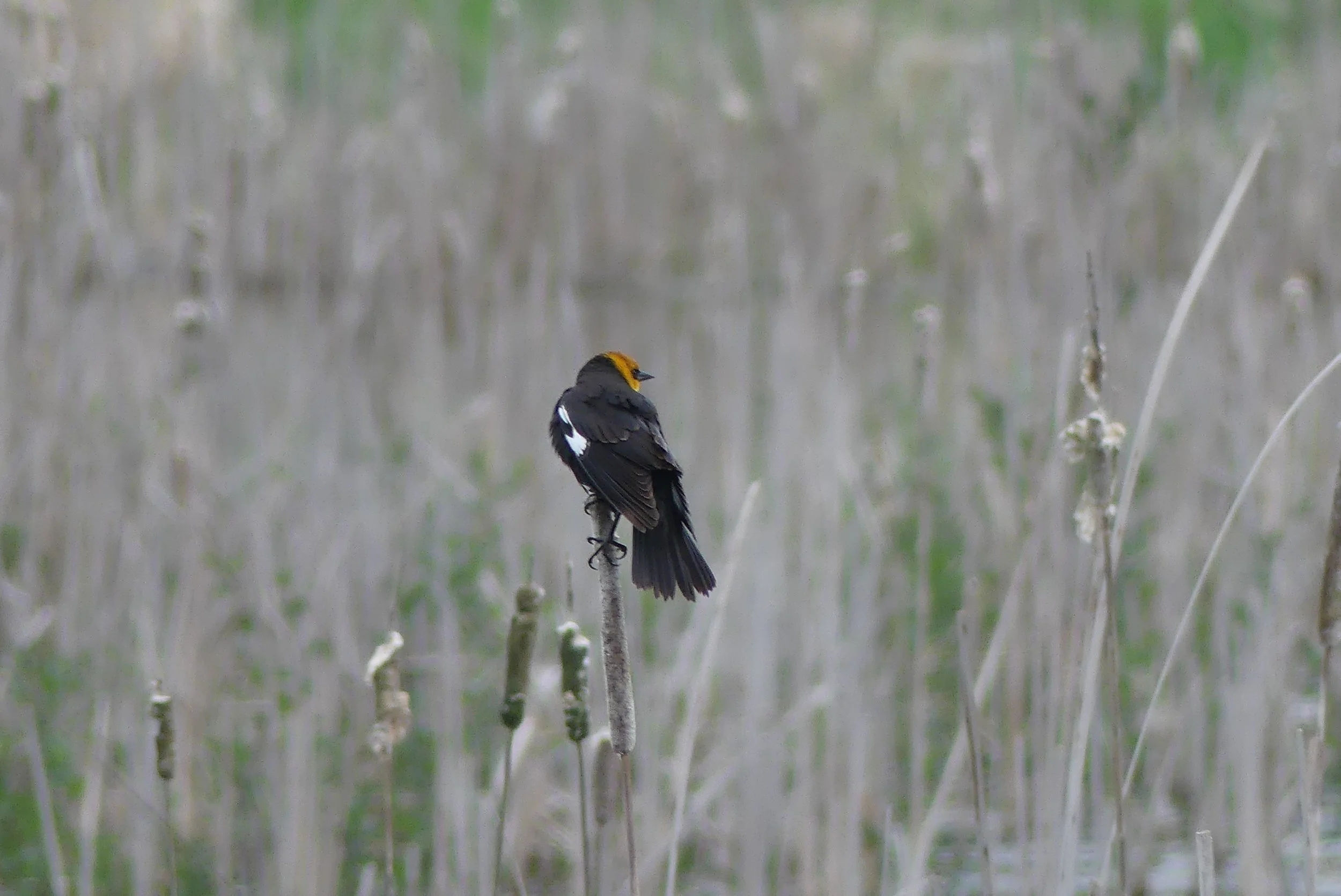 Yellow-headed Blackbird