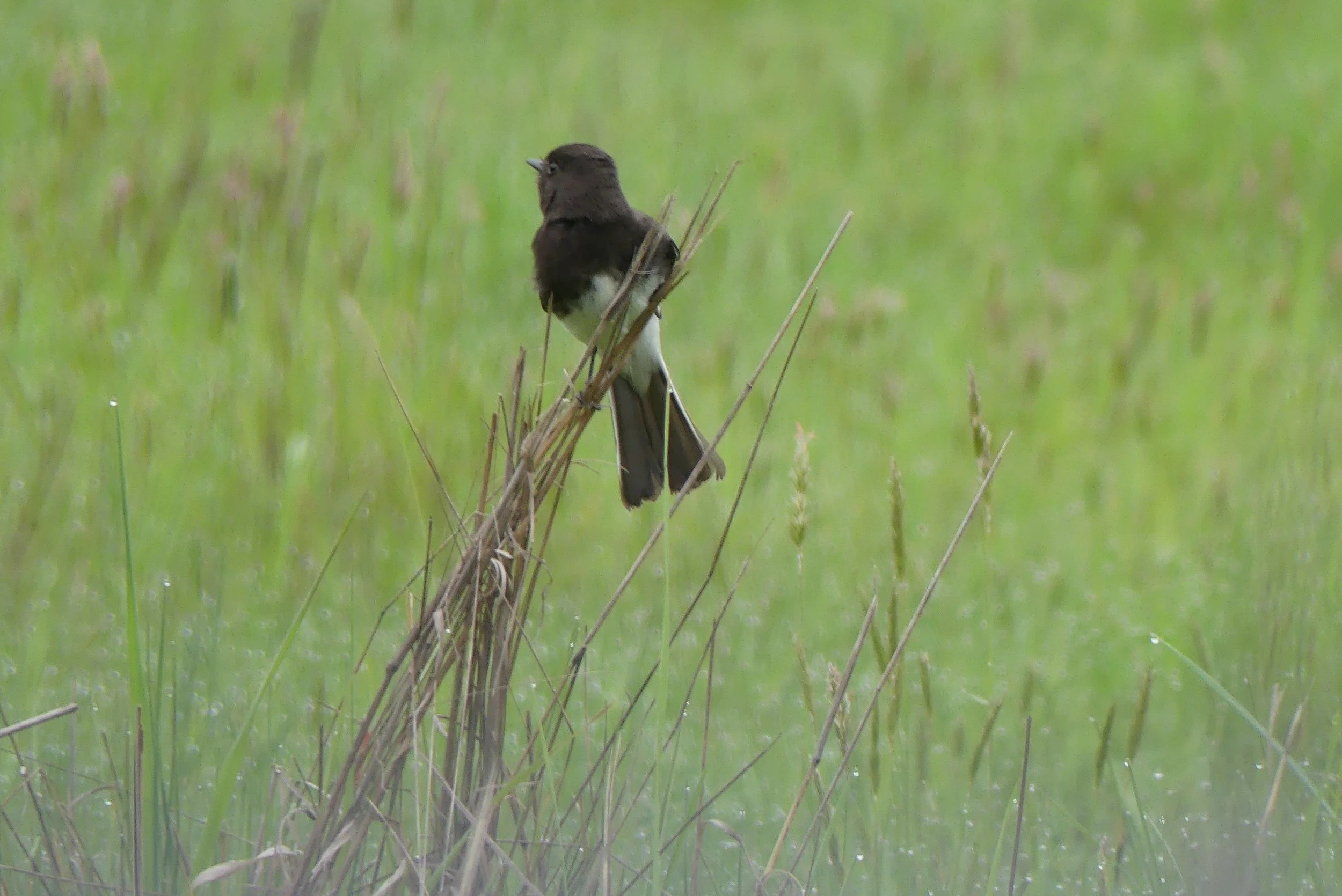 Black Phoebe