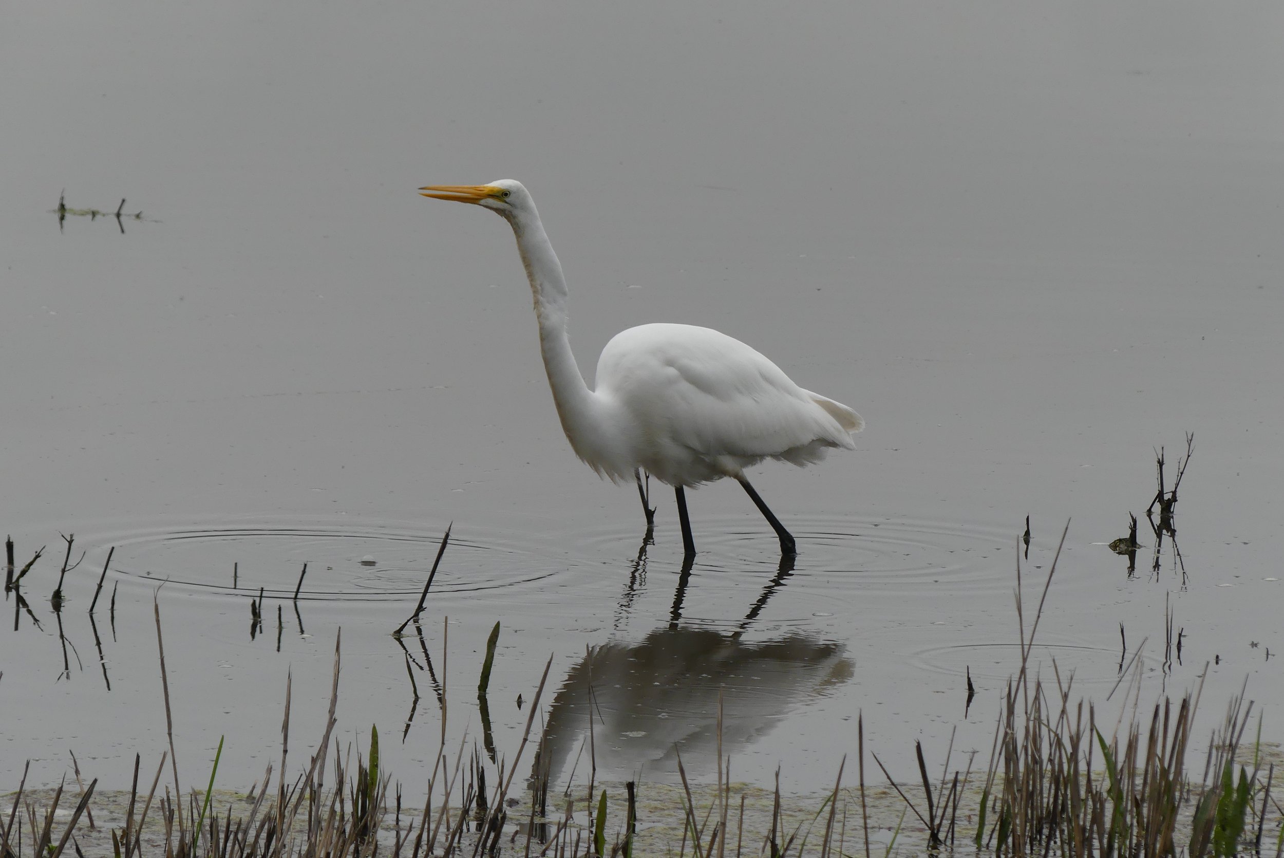 Great Egret