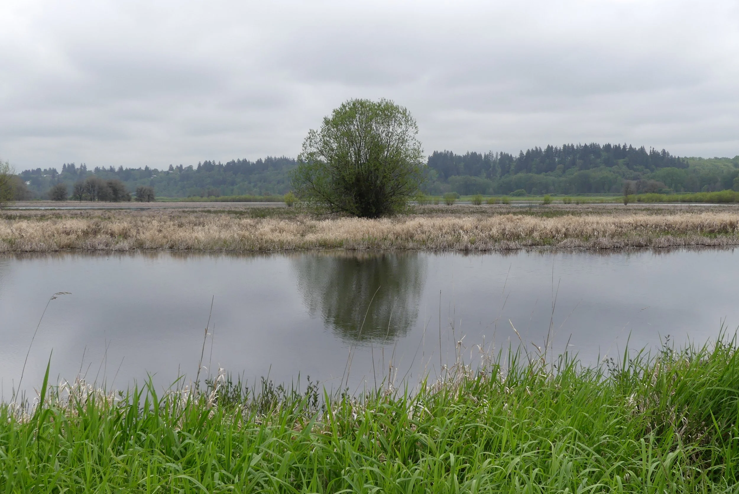 Ridgefield landscape