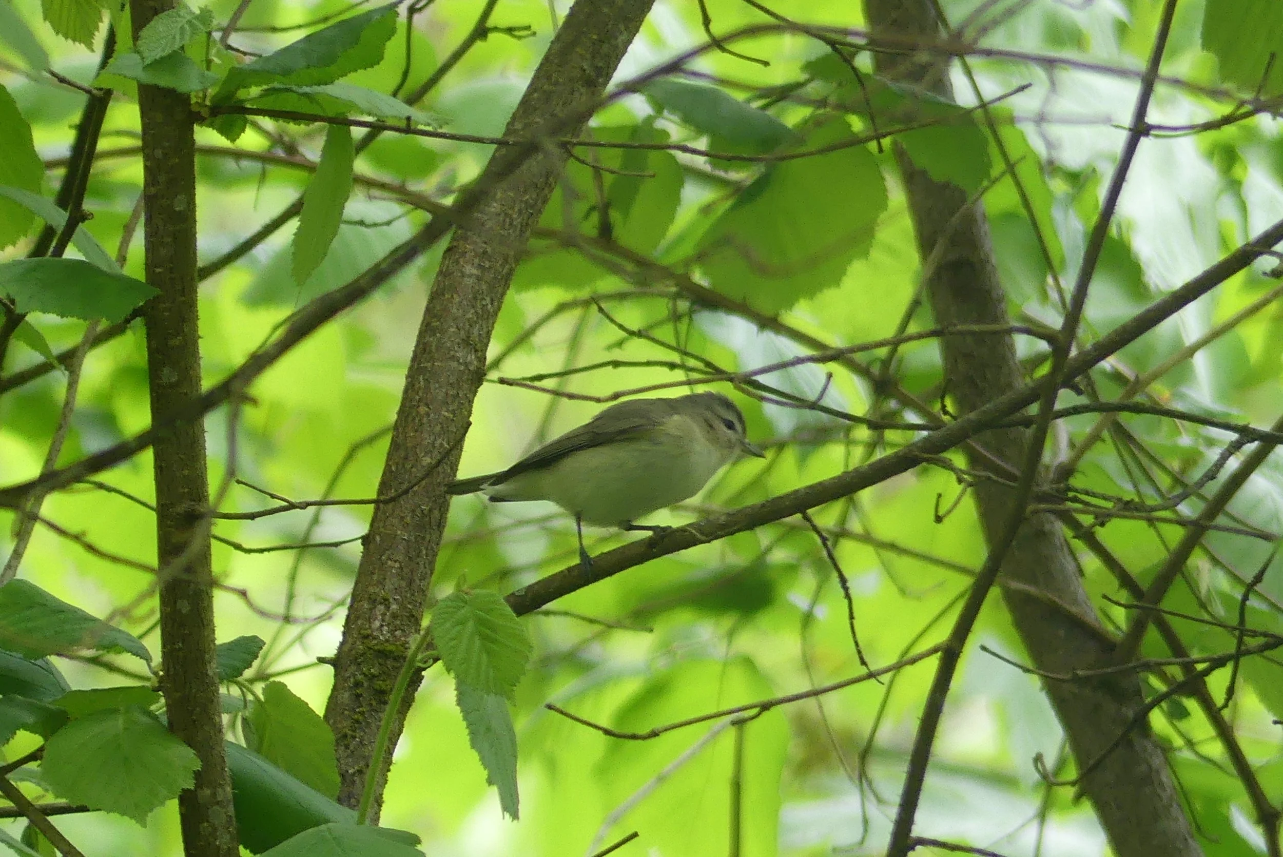 Warbling Vireo