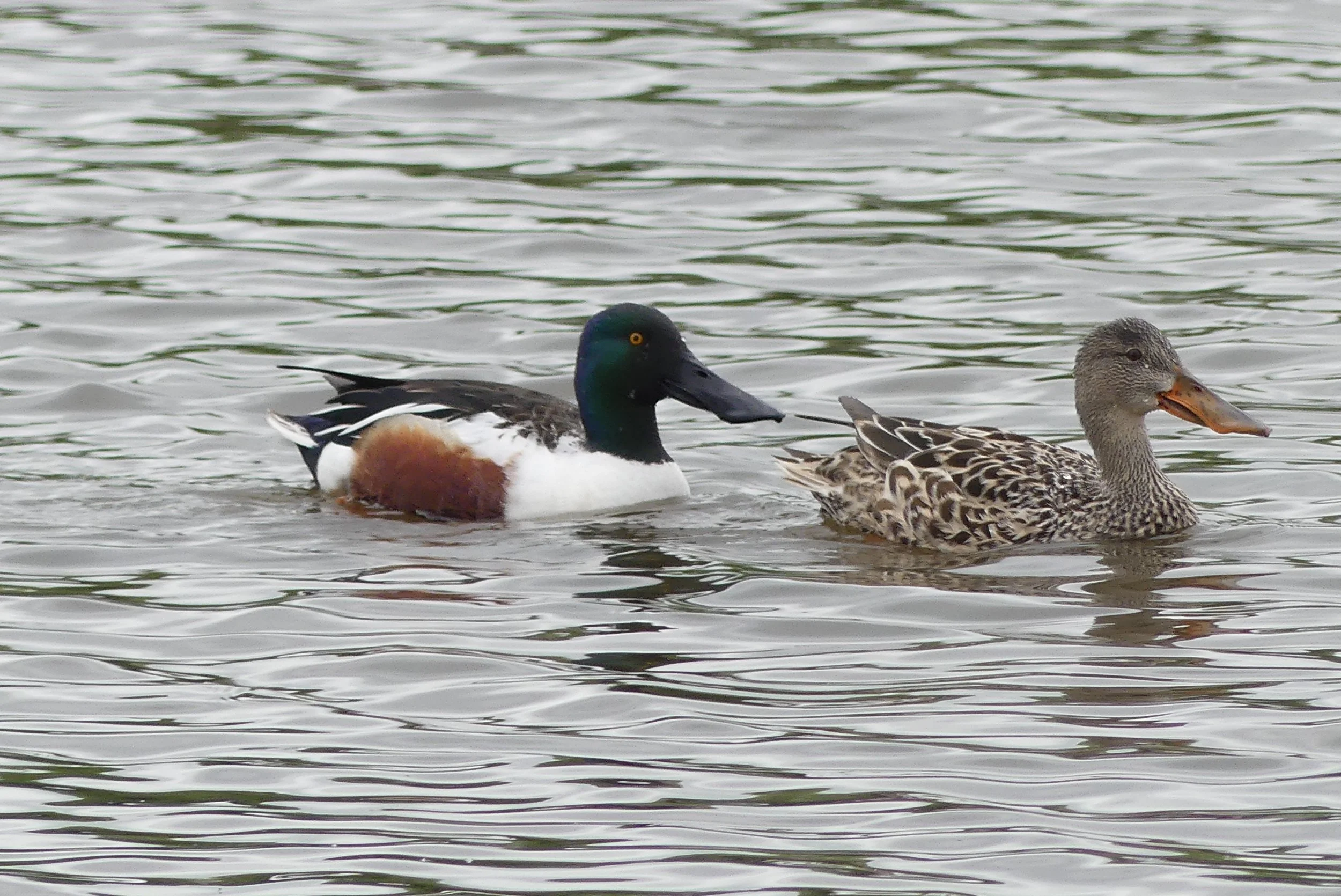 Northern Shoveller