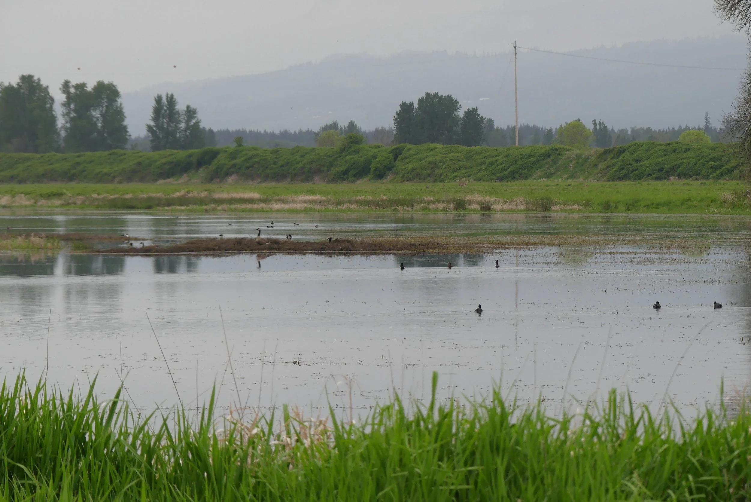 Duck-filled Pond