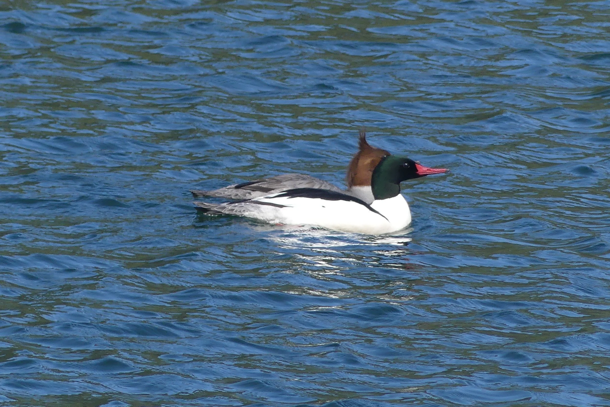 P1360785.JPG