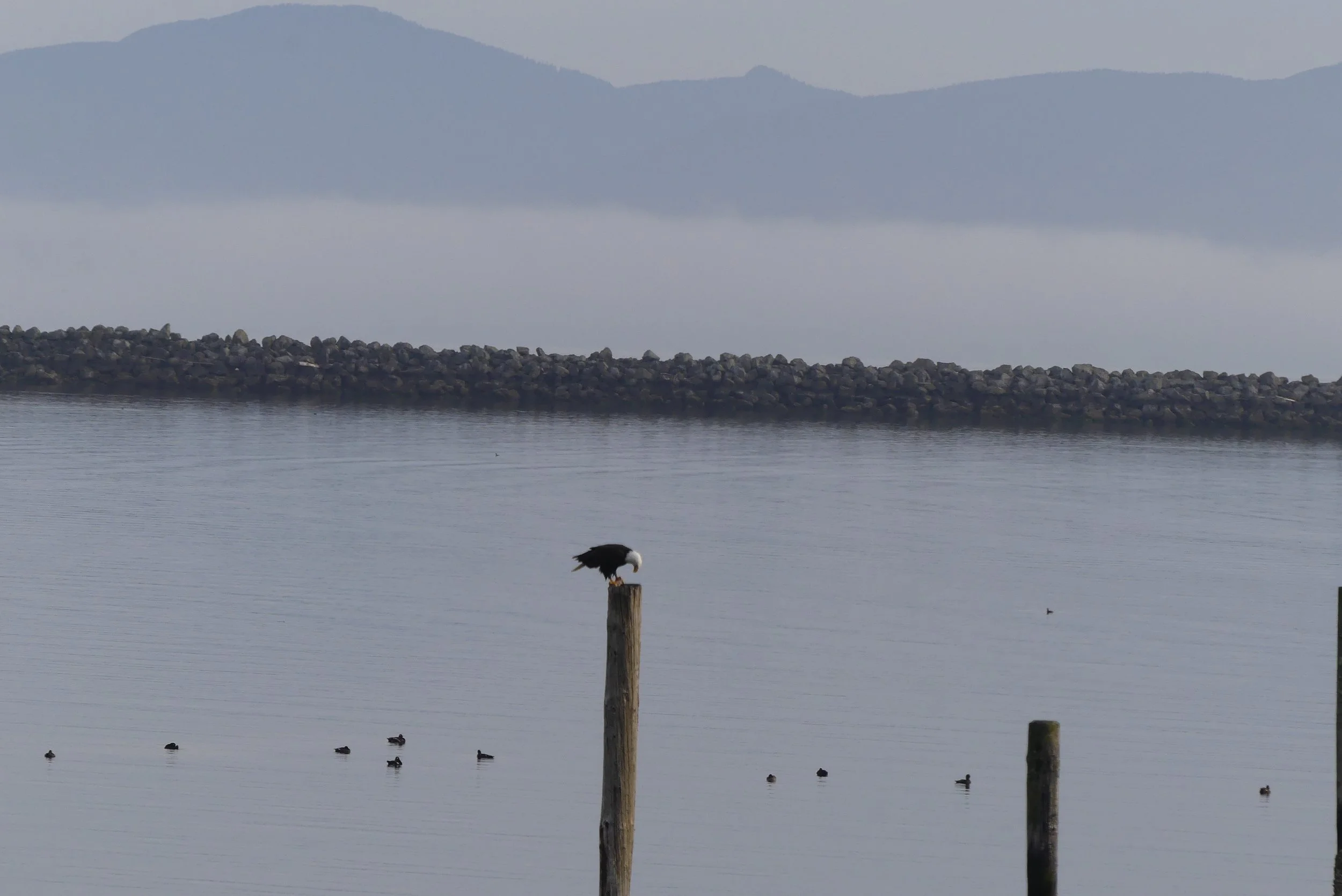 An eagle and the breakwater