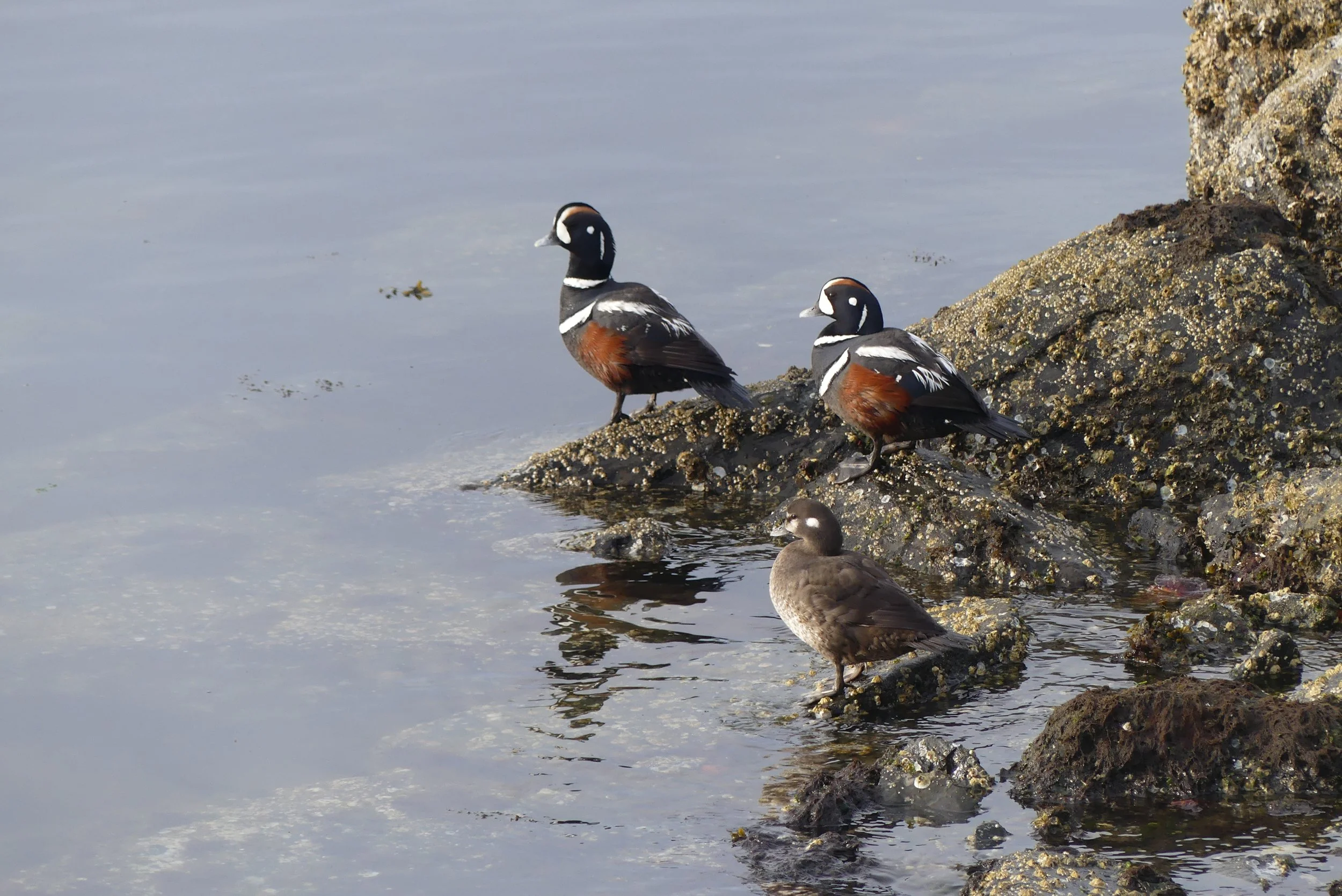 Harlequin ducks up close
