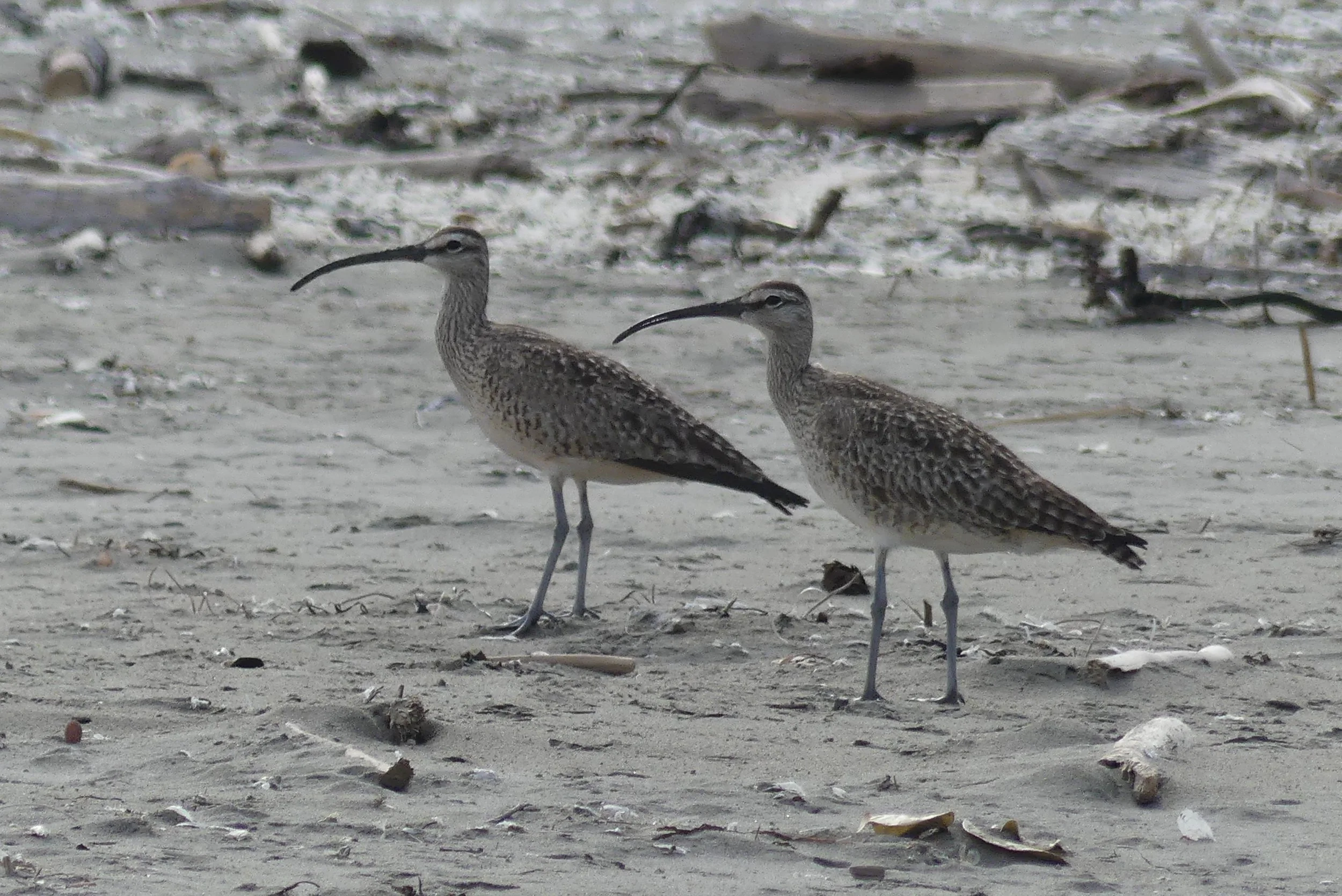 Whimbrels