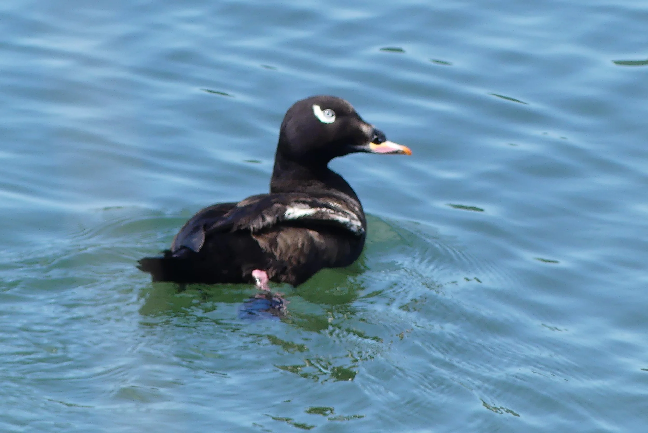 White-winged Scoter