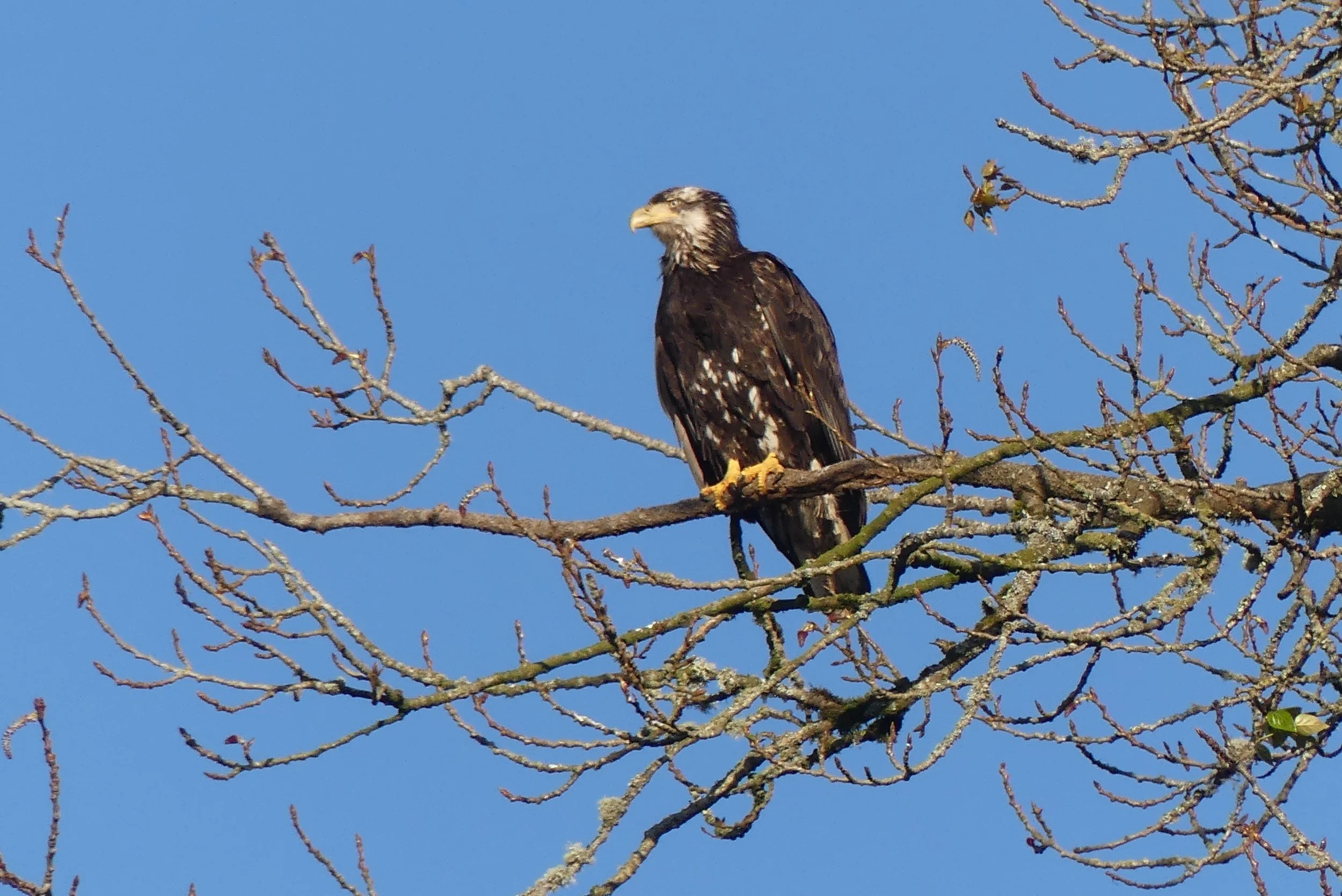 Juvenile Eagle