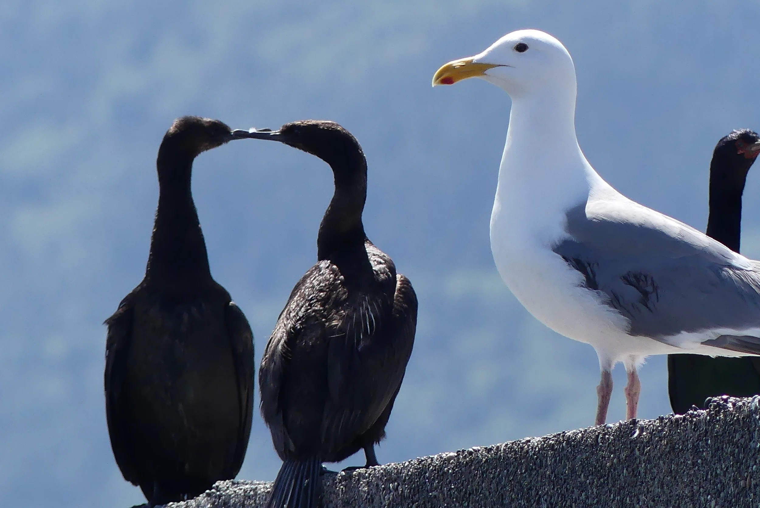 Cormorants &amp; a Gull