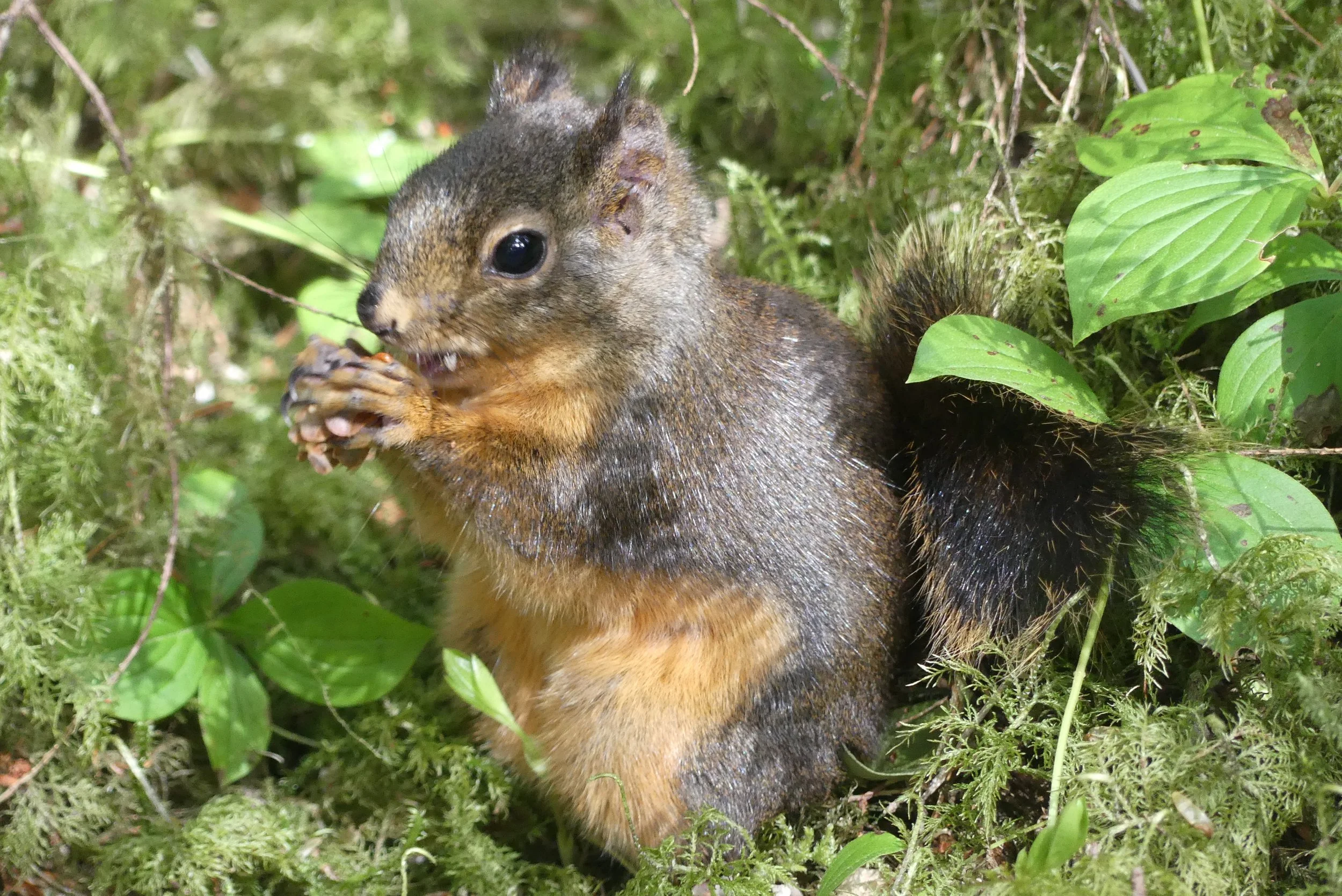 Squirrel