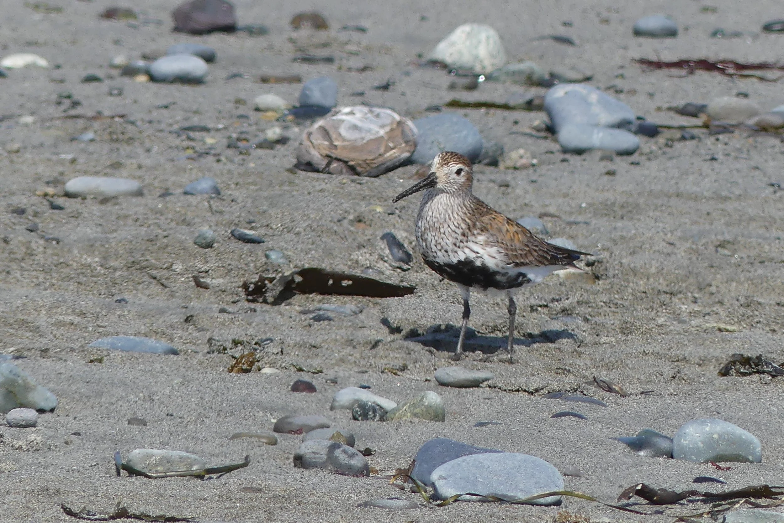 Dunlin