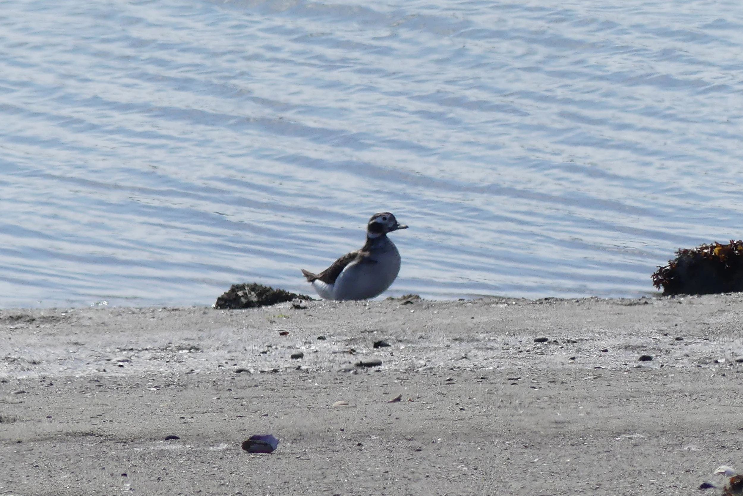 Possible Female Long-tailed Duck