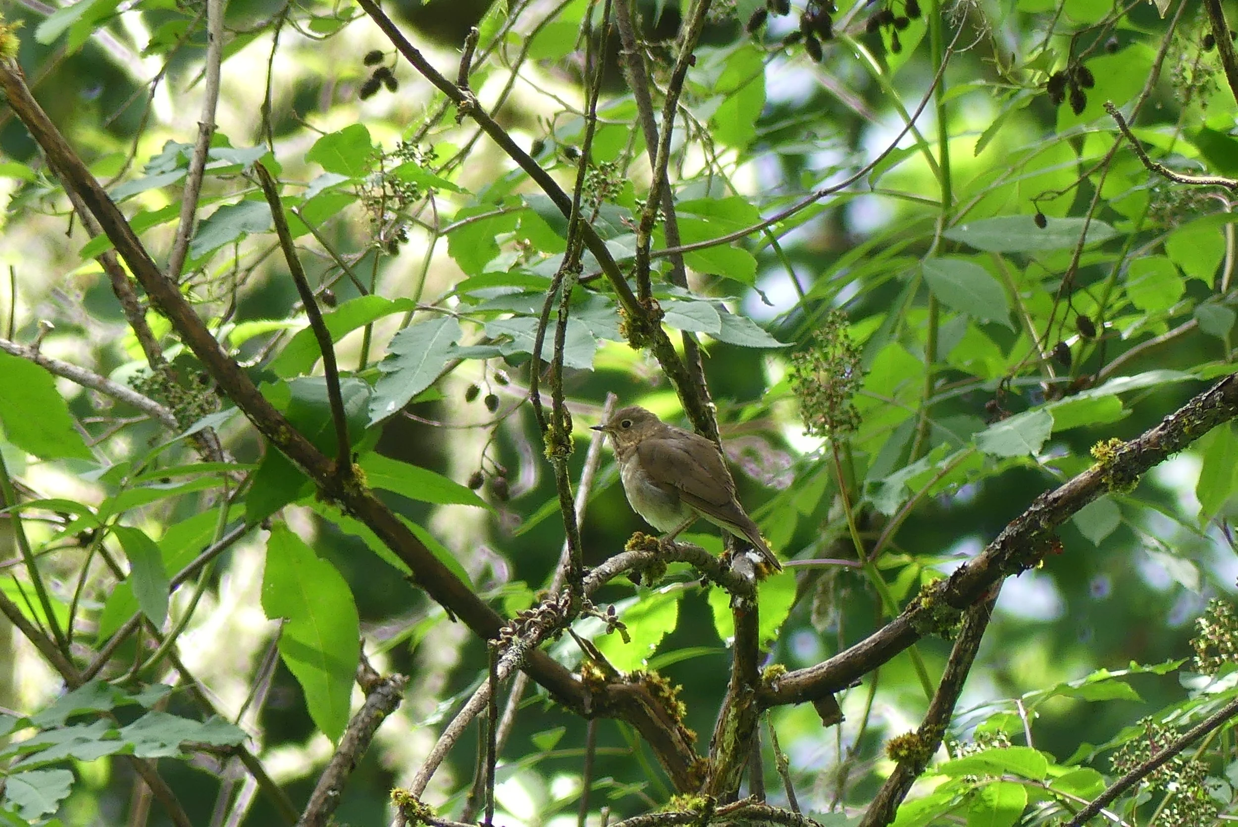 The Woods Feel Full Again