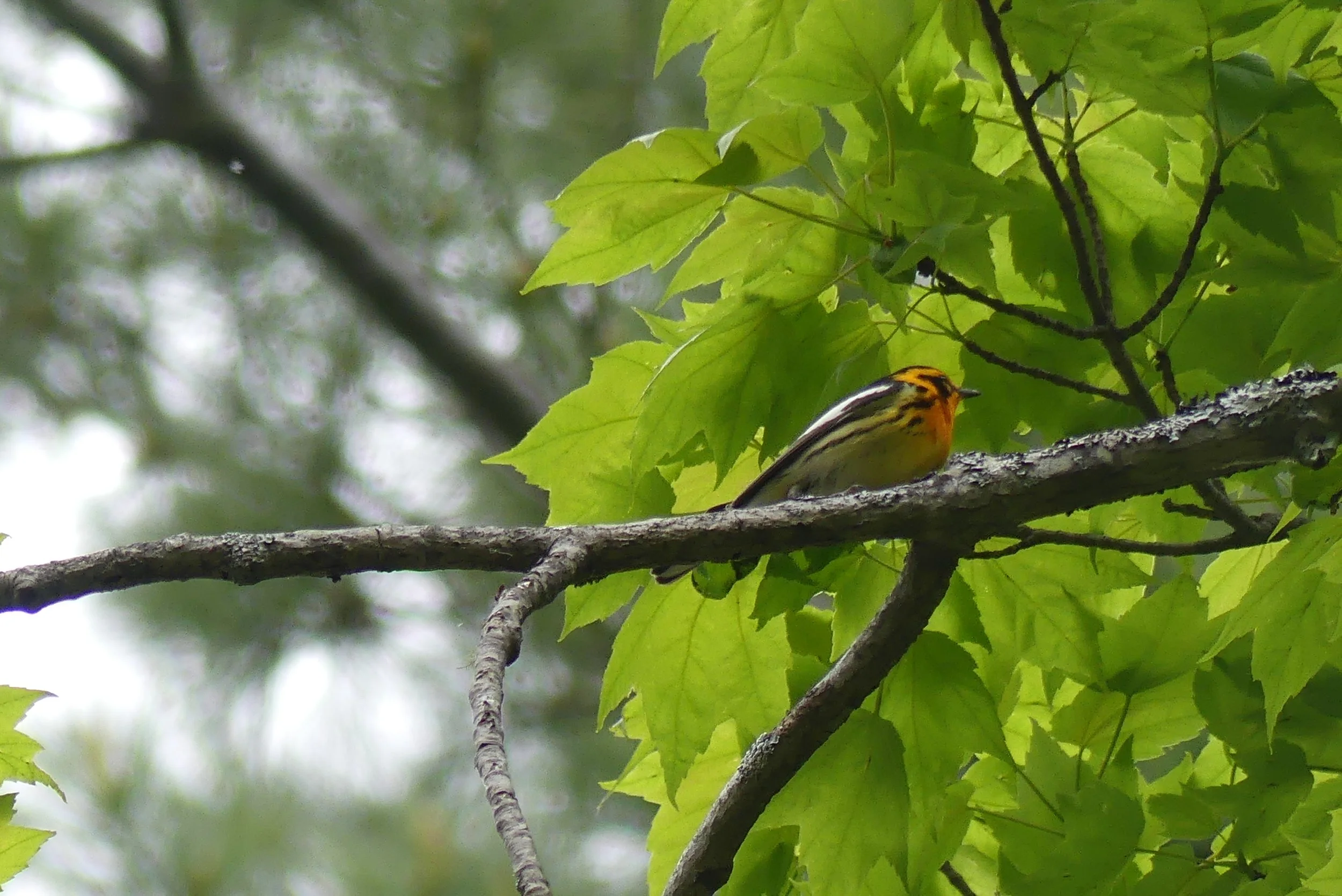Birdsong Between Family Conversations