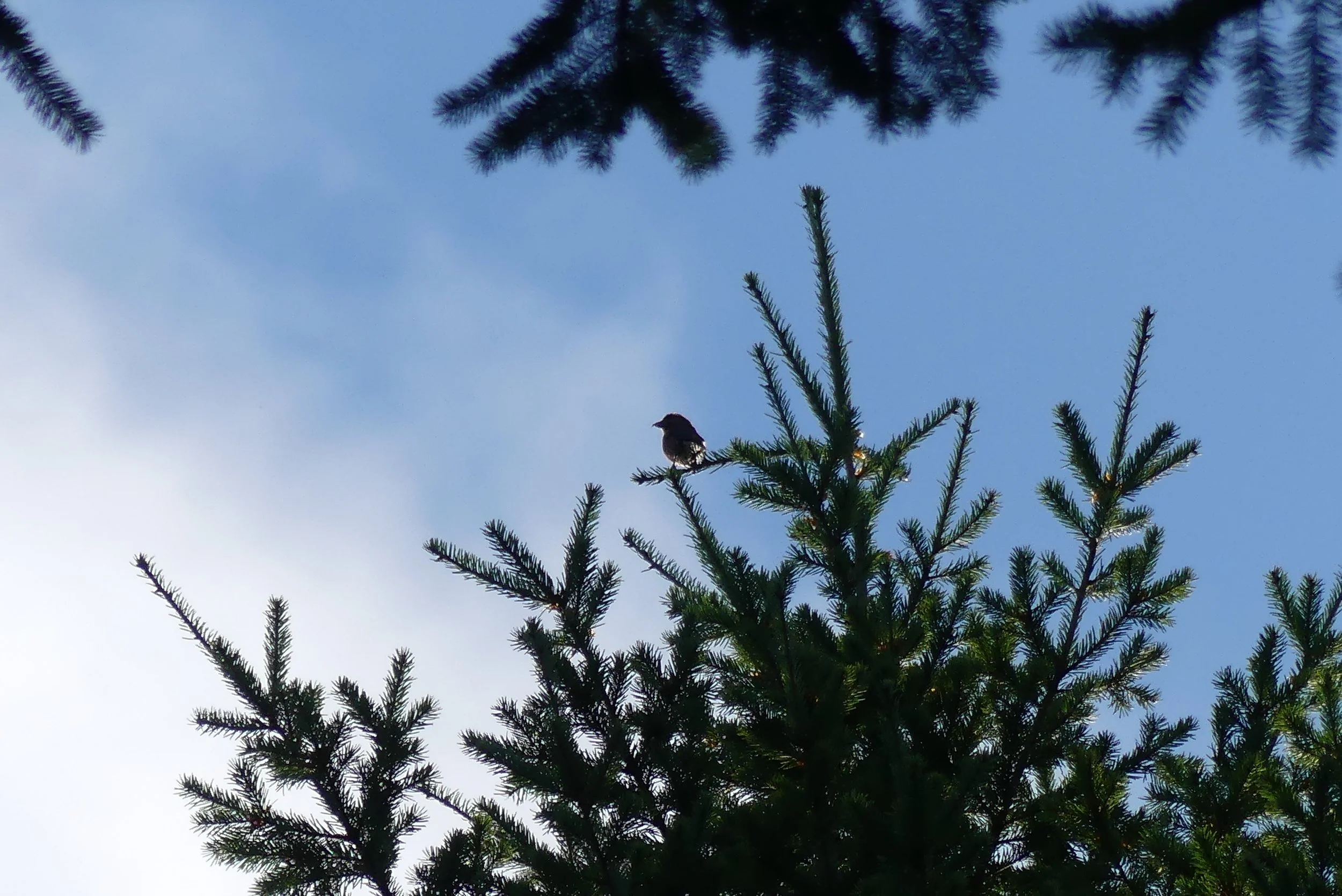 Finally Meeting the MacGillivray's Warbler