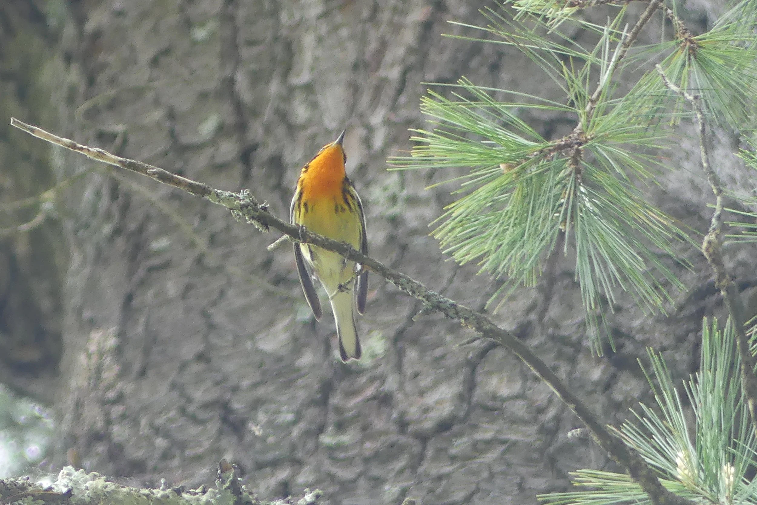 Blackburnian Warbler
