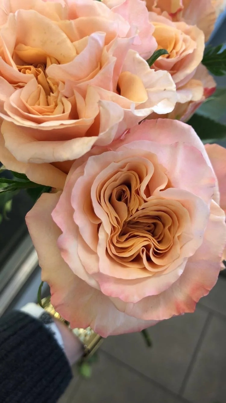 wild spirit rose
