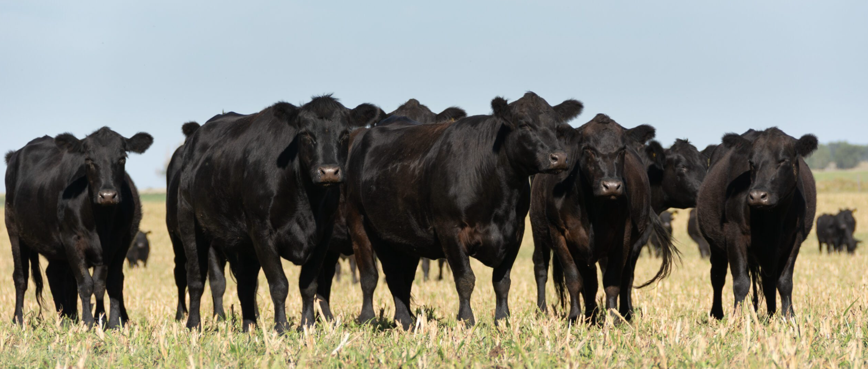 Premium Angus Whole Cow