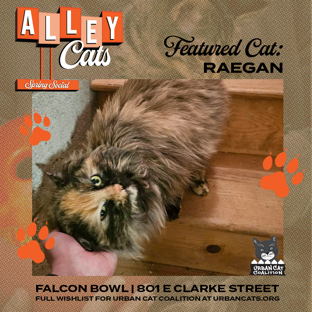 Alley-Cats-II-DETAILS-SLIDES-DRINKS-SQUARE_2.png