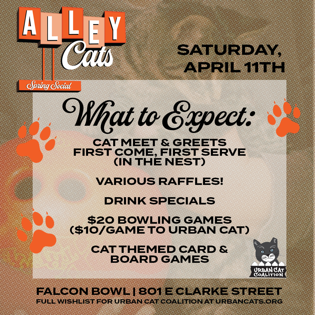 Alley-Cats-II-DETAILS-SLIDES-WHAT-TO-EXPECT-SQUARE.png