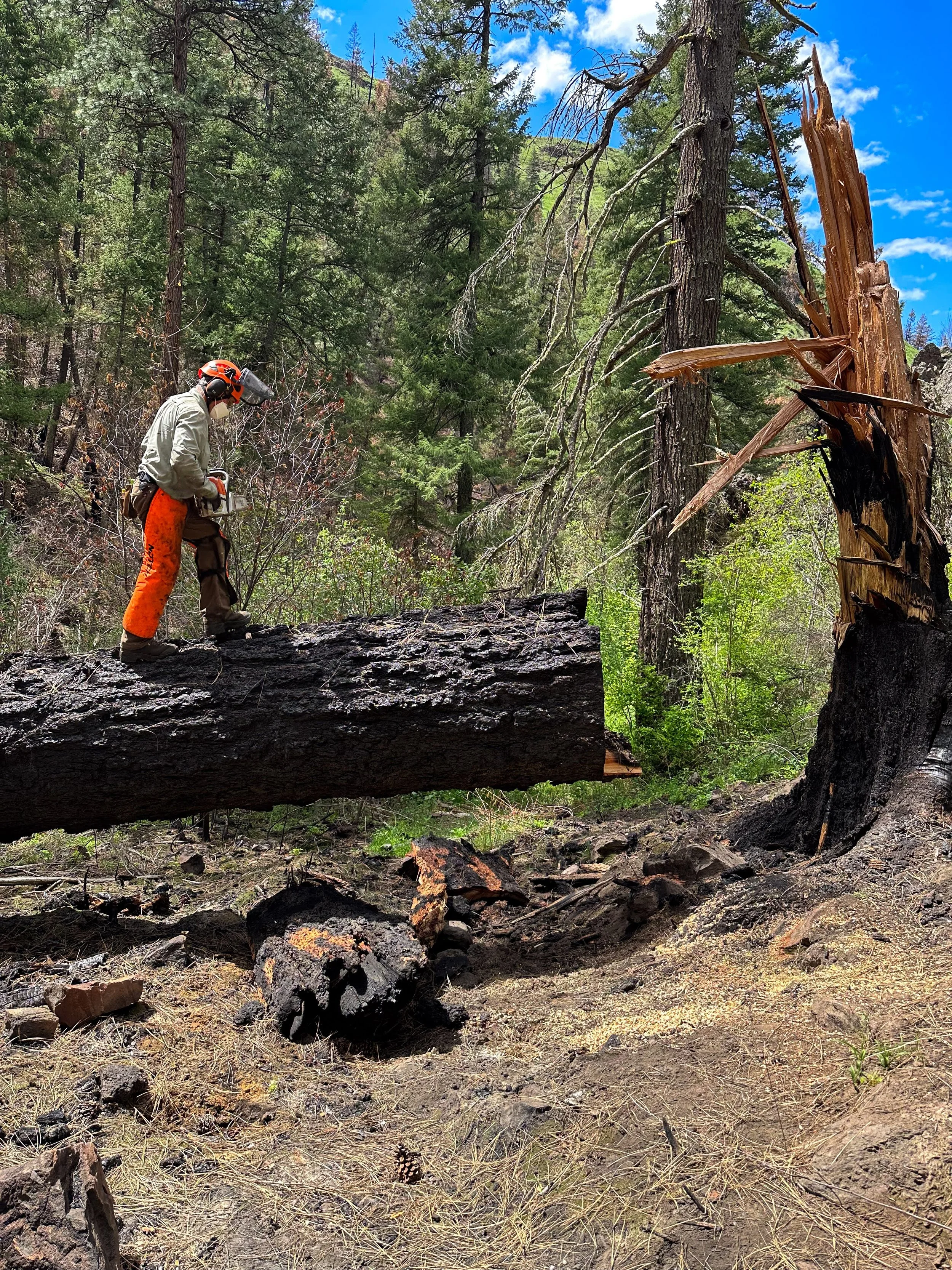 A person wearing safety gear, including a helmet and orange pants, operating a chainsaw on a fallen tree in a forest with tall pine trees and a cloudy blue sky.