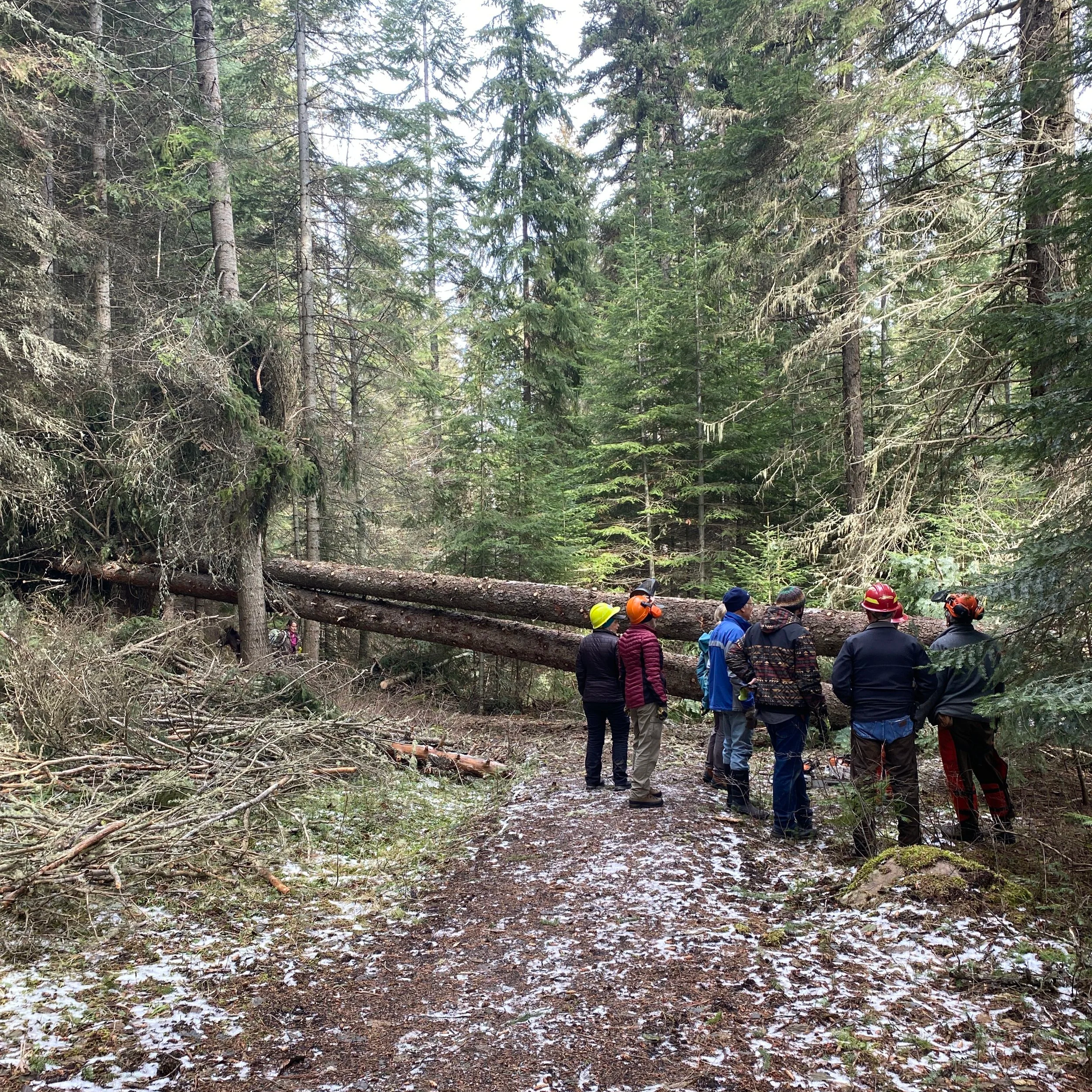 Making a cut plan for two large trees that fell across the trail.
