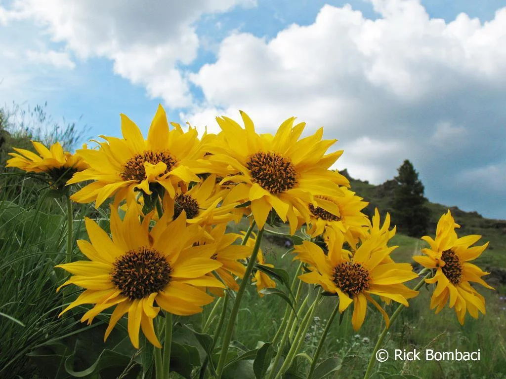 Devil’s Gulch Trail