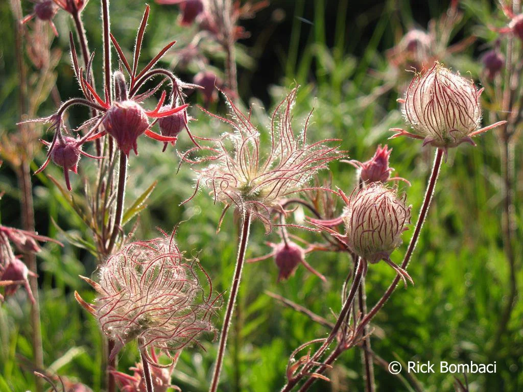 Big Sheep Ridge #1685