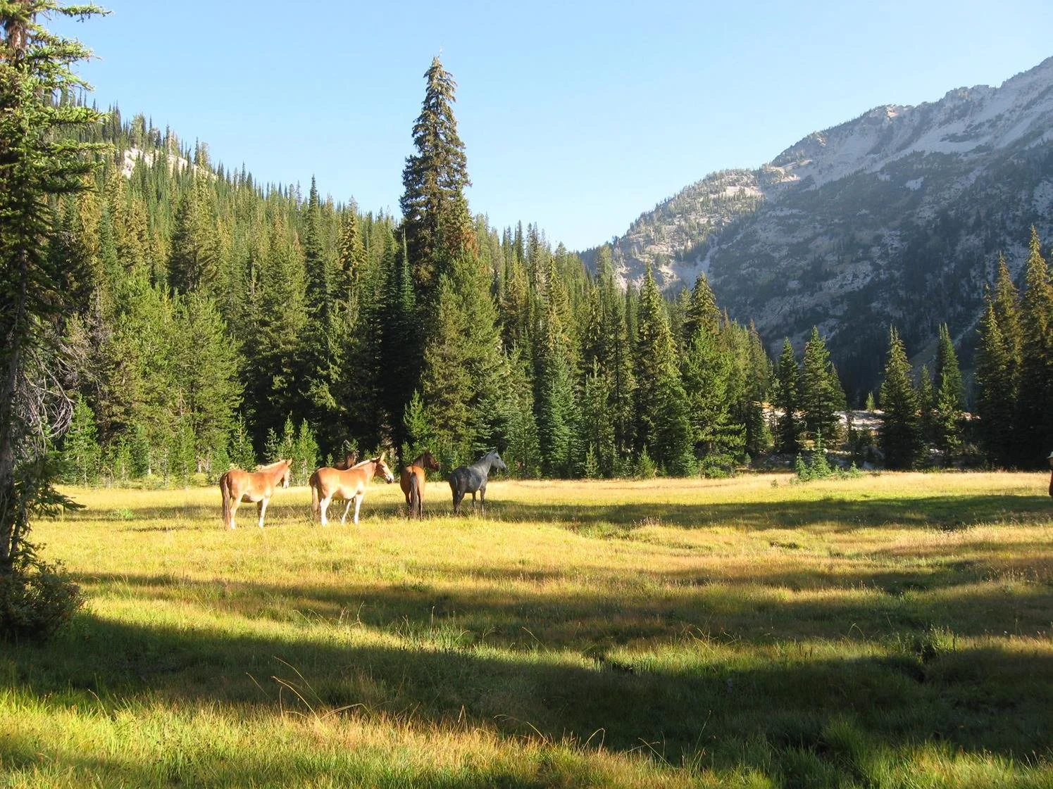 Upper Minam River Trail #1673