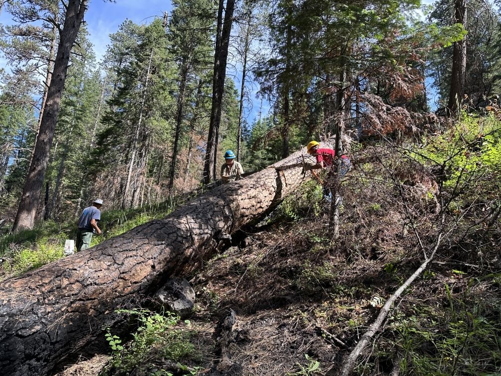 Jim White Ridge Trail #1918