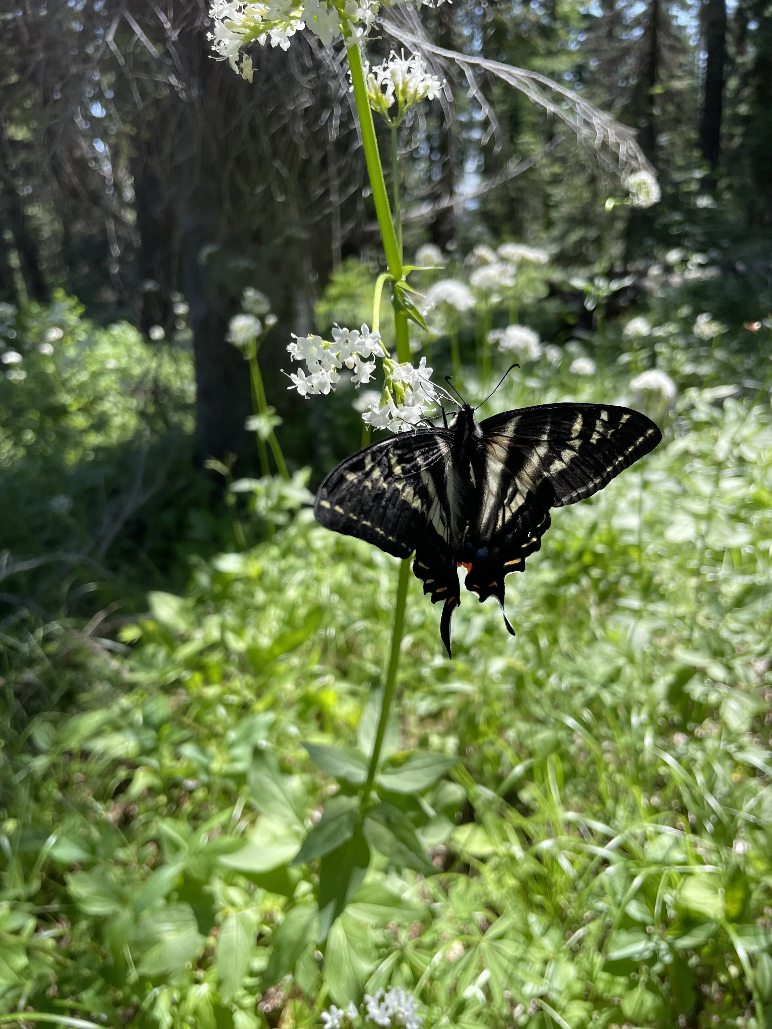 Blue Creek Trail #1865