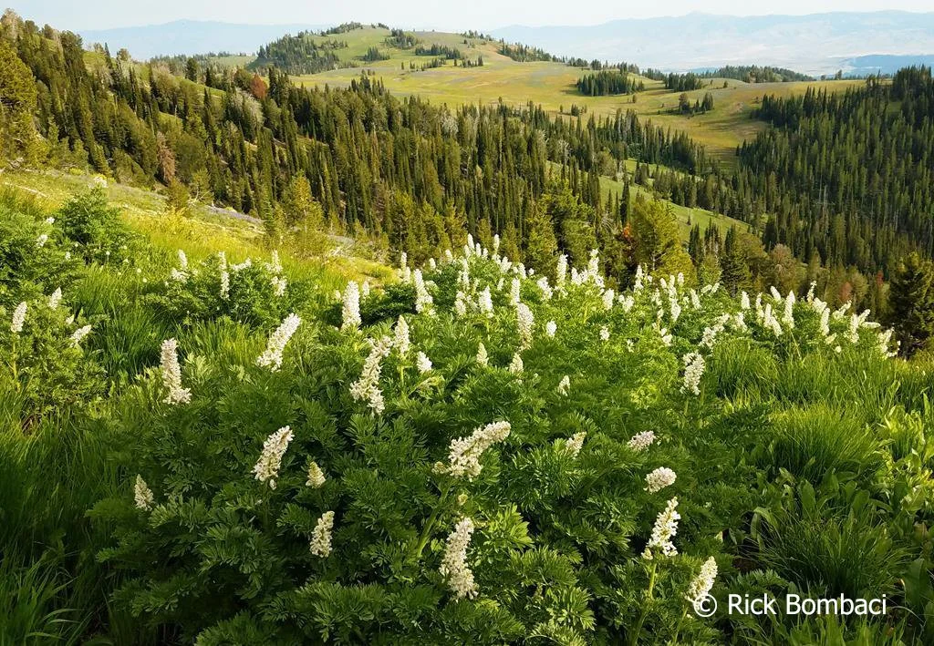 Couple-Family Membership