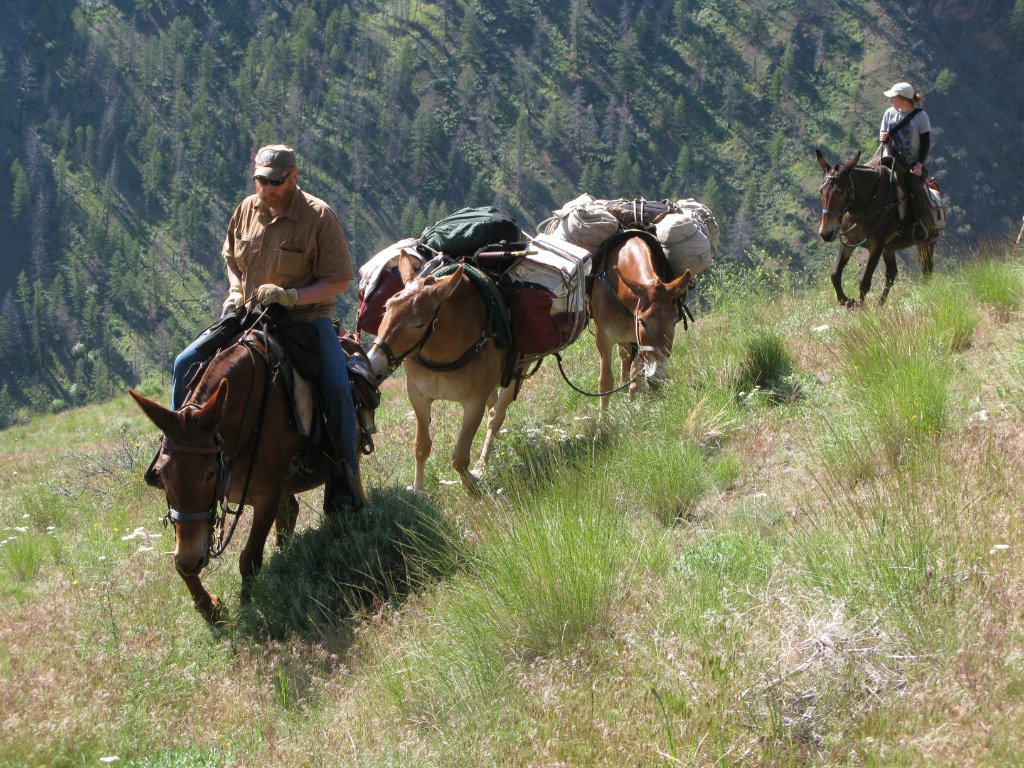 Two people riding horses on a grassy mountain trail, carrying supplies, with a forested hillside in the background.