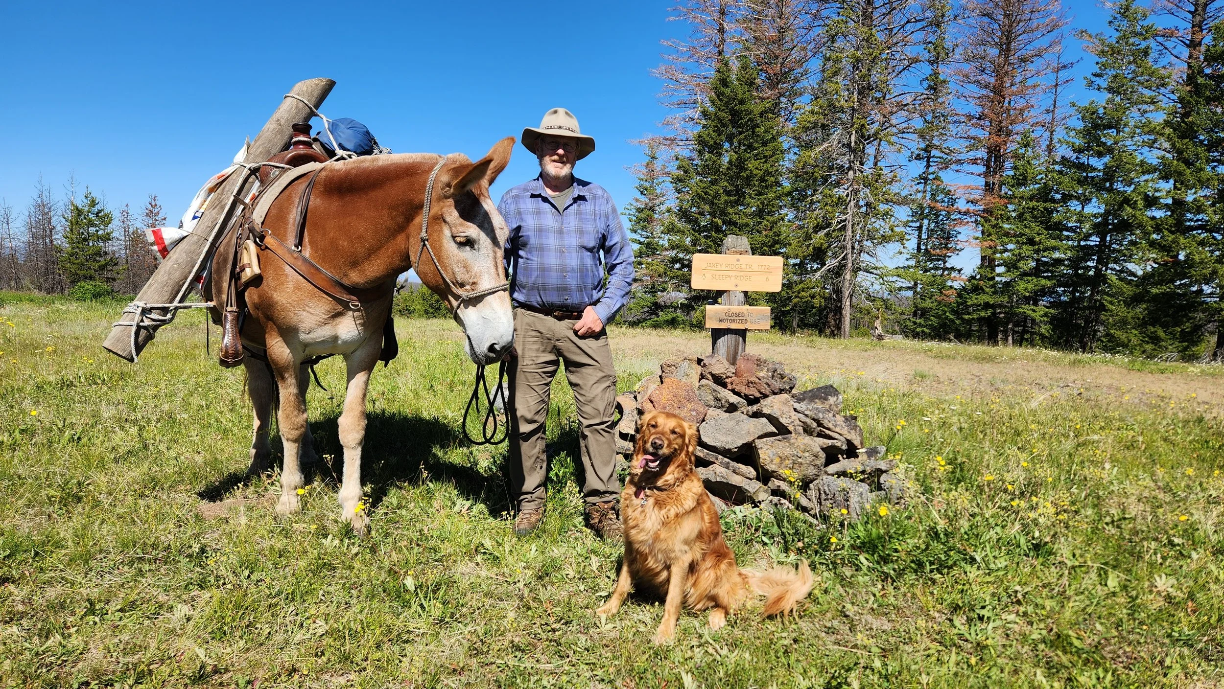 A man standing next to a brown and white horse and a golden retriever in a grassy field with trees in the background. The man is wearing a wide-brimmed hat, sunglasses, a blue plaid shirt, and khaki pants. The horse is loaded with camping gear on its back, and the dog is sitting on the grass.