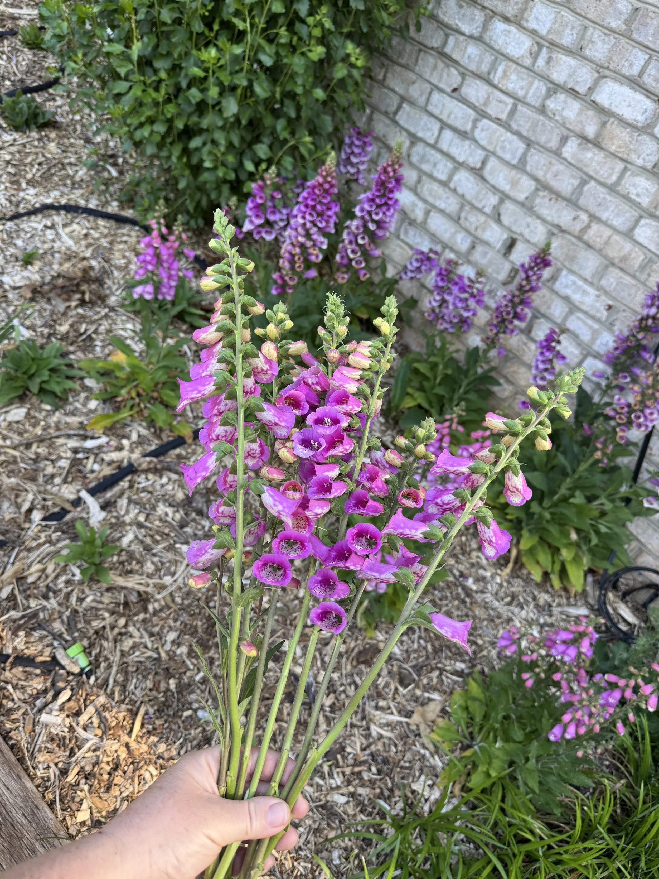 IMG_0811.jpeg