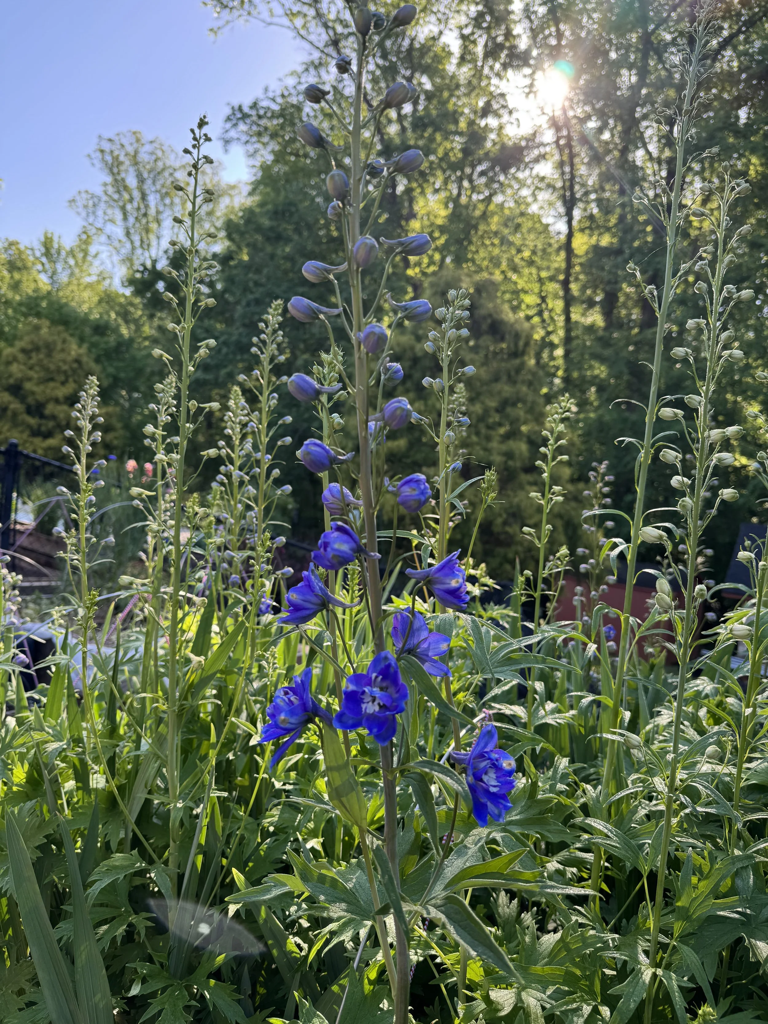 IMG_0807.jpeg