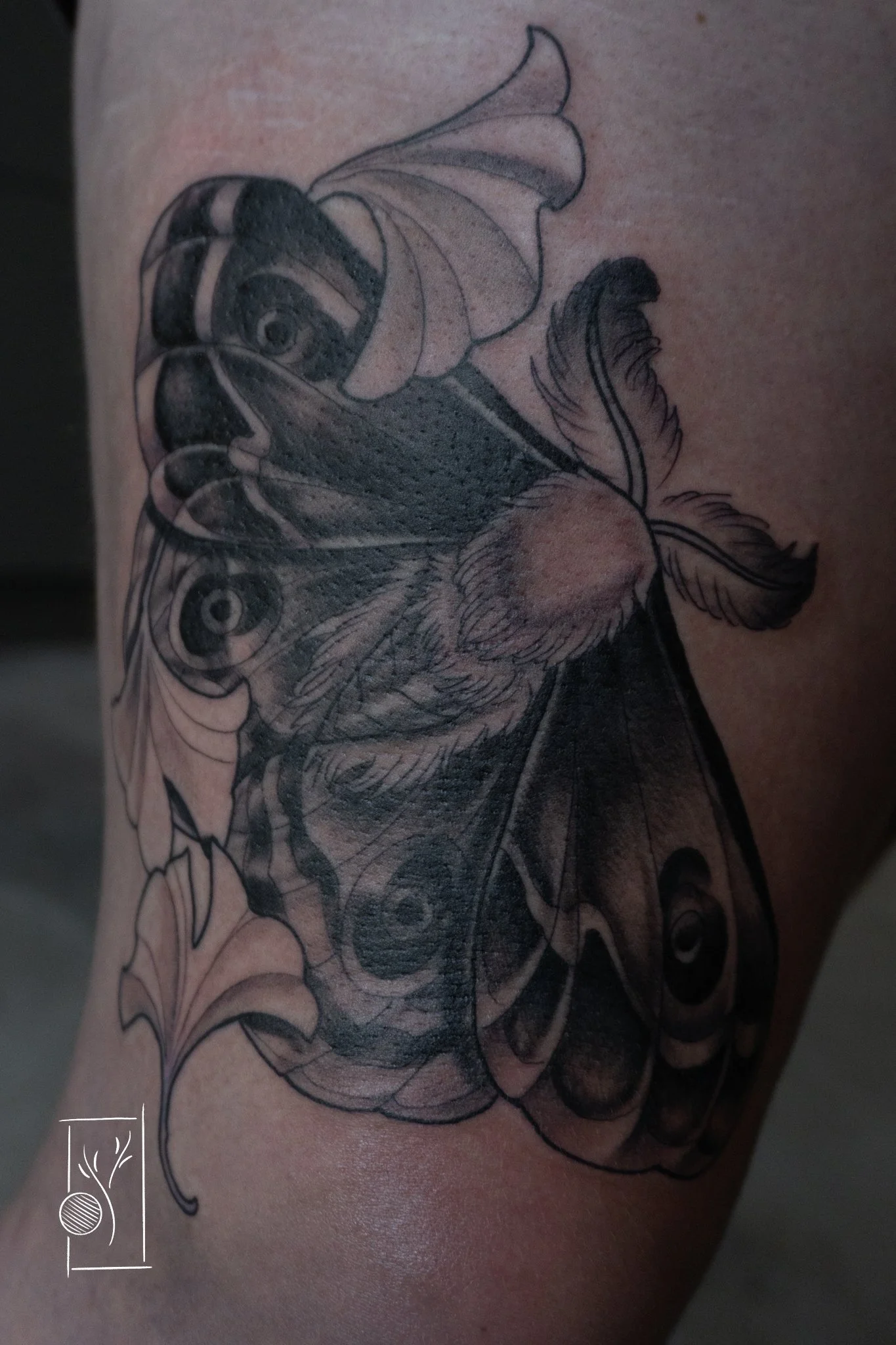 4_16 moth -4.JPG