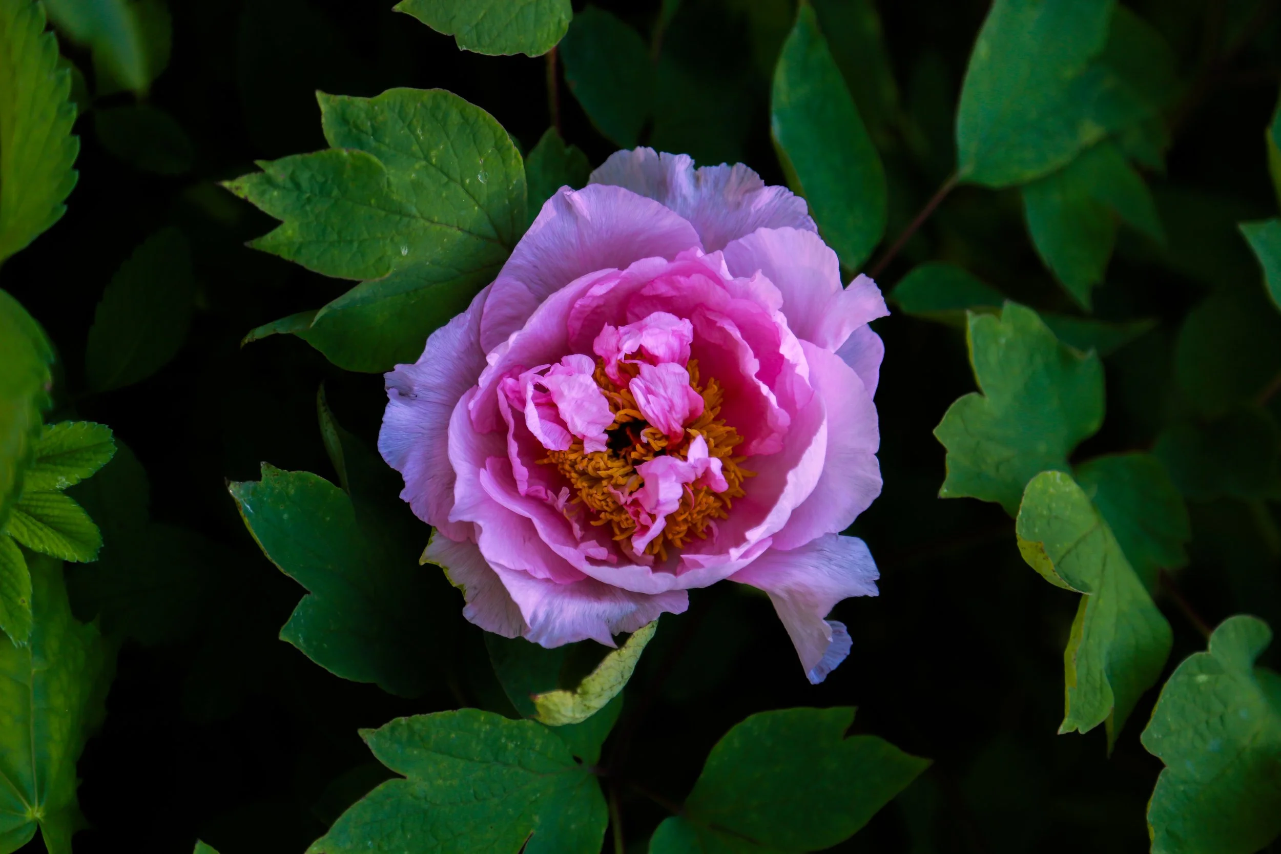 A pink peony flower in full bloom surrounded by green leaves.