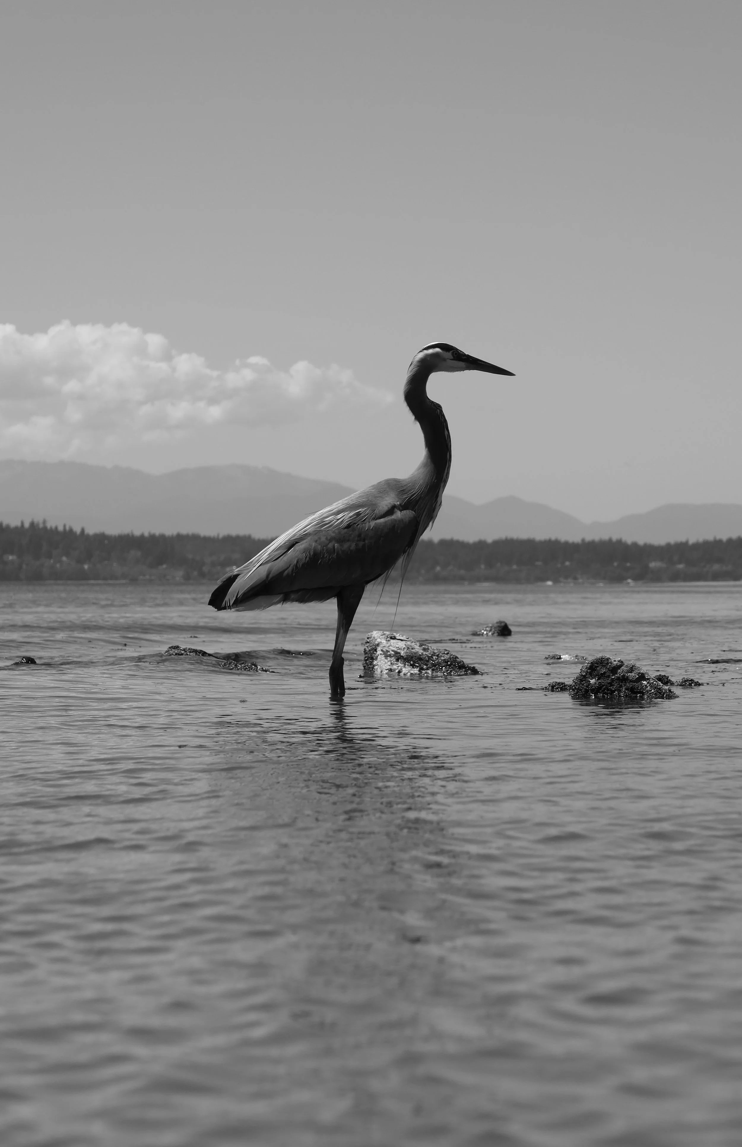 Seattle — Counter Offer