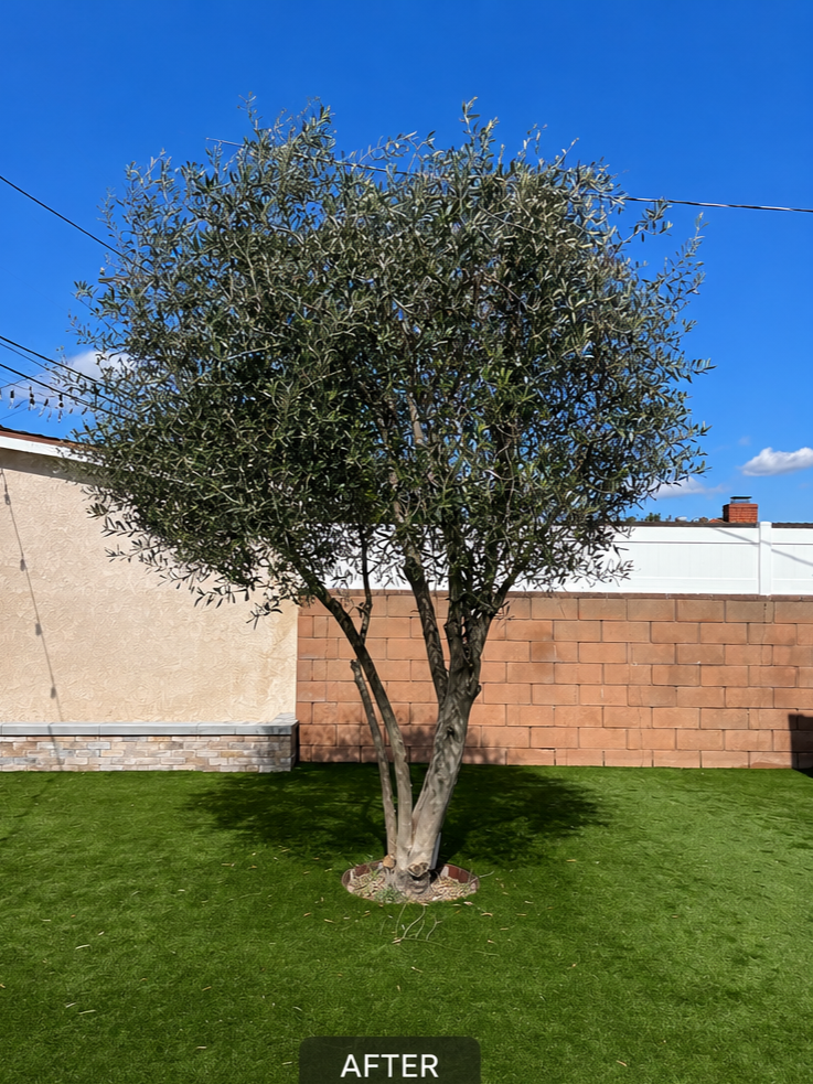A well-maintained backyard with a mature tree on a lush green lawn, brick and stucco wall in the background, against a blue sky with a few clouds.