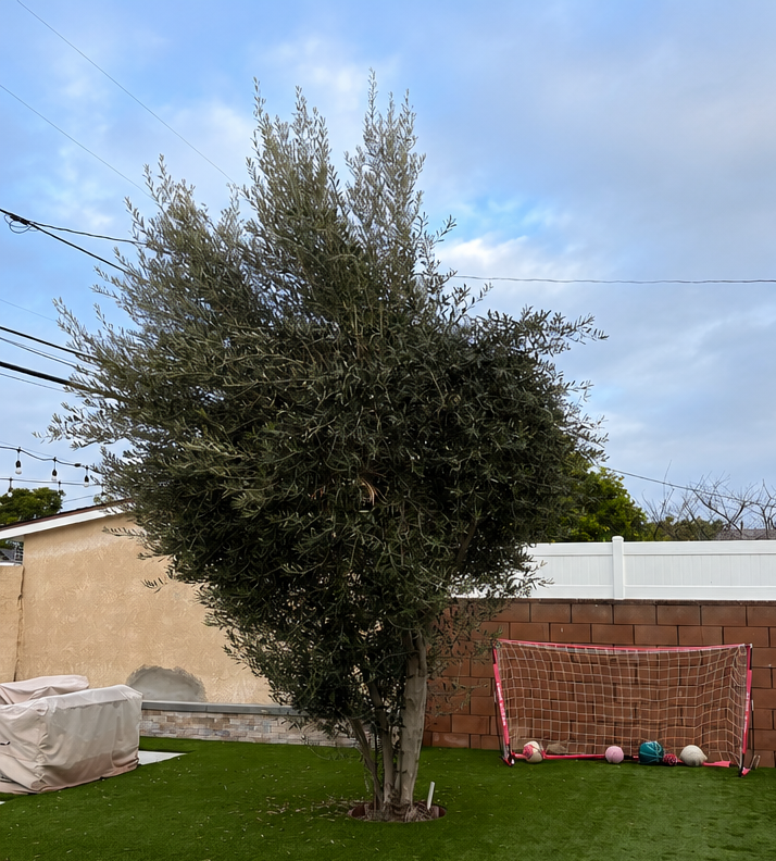 A backyard with a tall tree in the center, a small pink soccer goal with several balls near it, an outdoor couch covered with a white sheet, a beige wall, a brick wall, and a white fence under a partly cloudy sky.